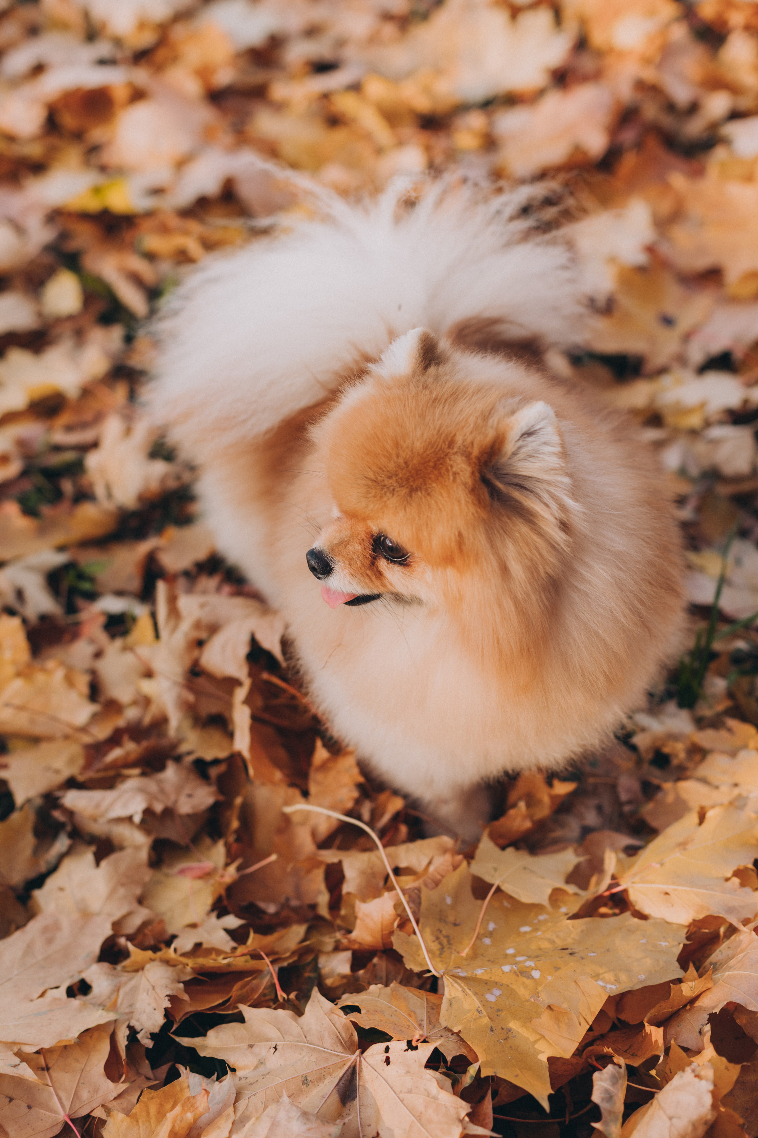 Осень. В ожидании. Семейный фотограф в Санкт-Петербурге Любовь Савкина