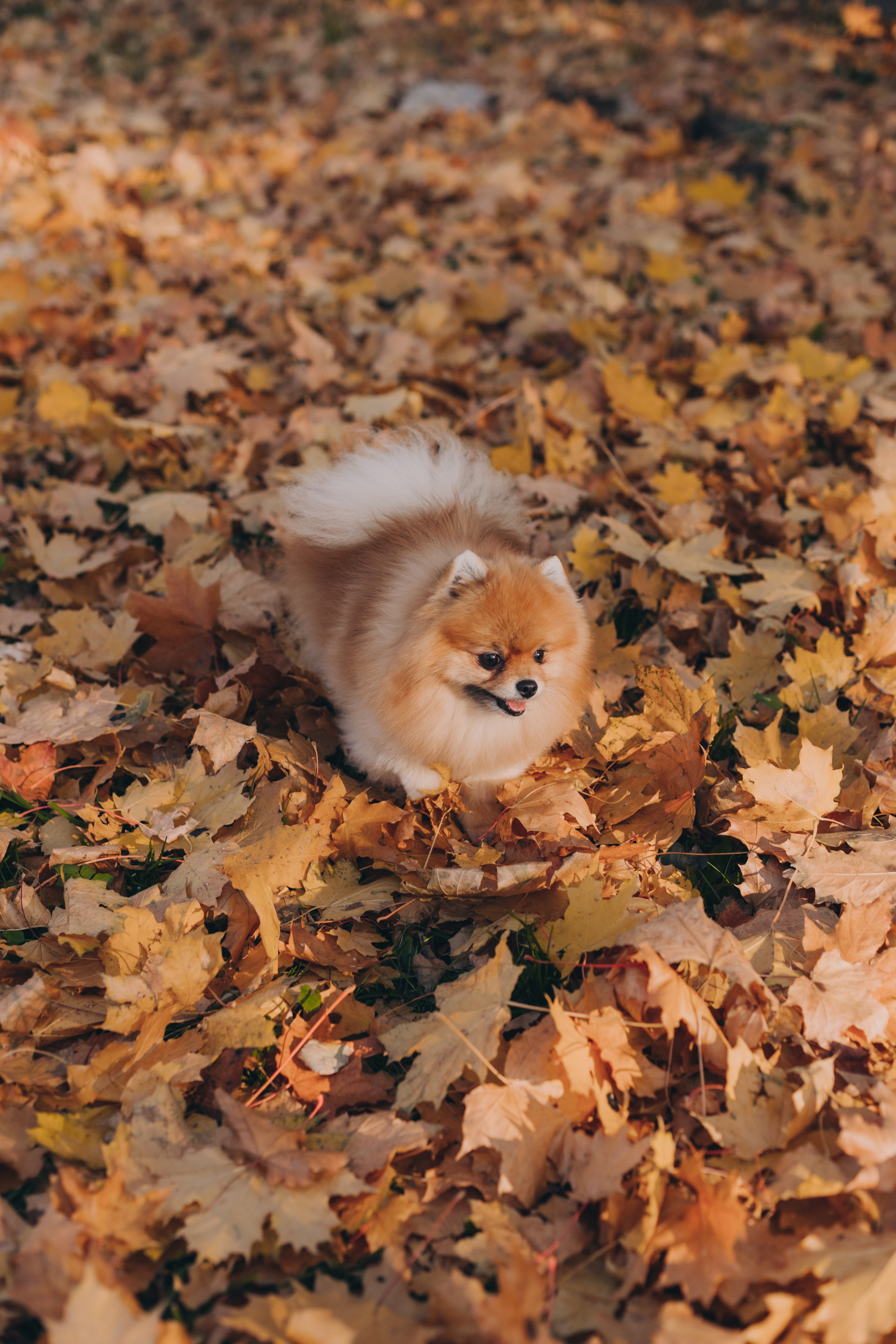 Осень. В ожидании. Семейный фотограф в Санкт-Петербурге Любовь Савкина