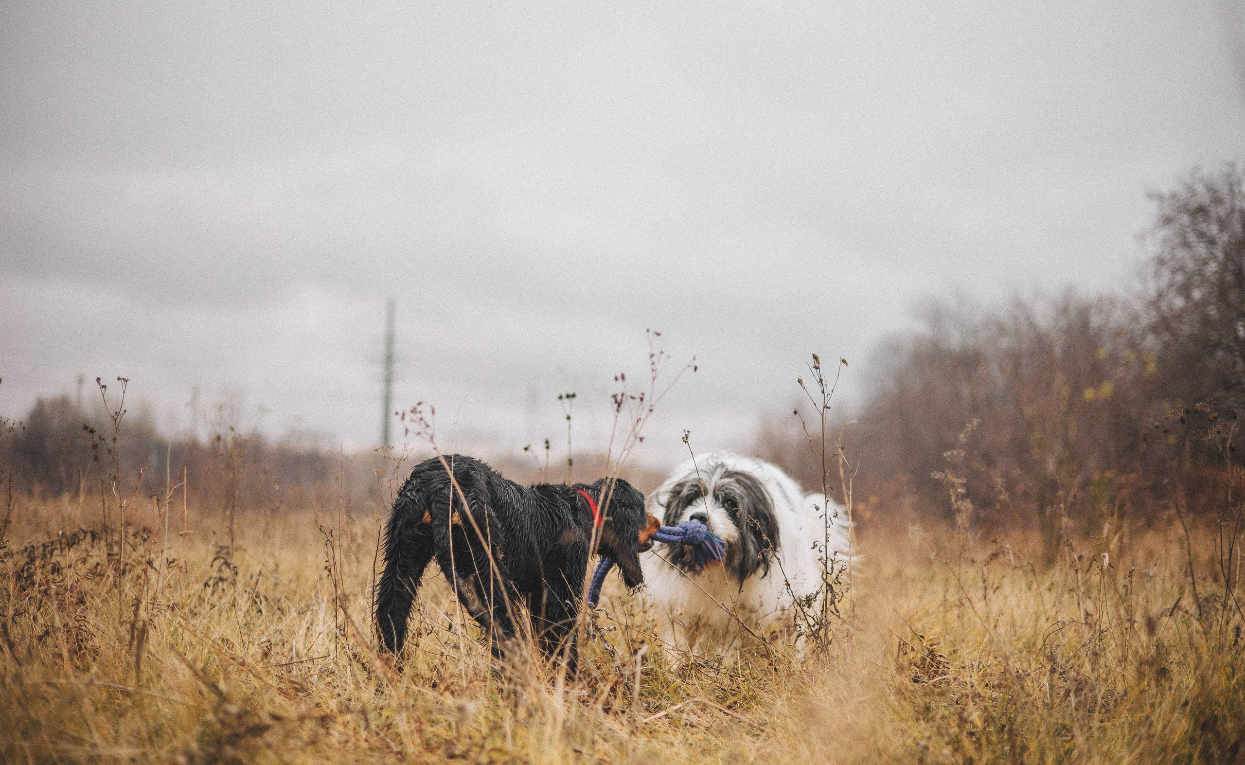 Даша, Глеб, Барс и Бруно. Фотограф-анималист Богданова Полина
