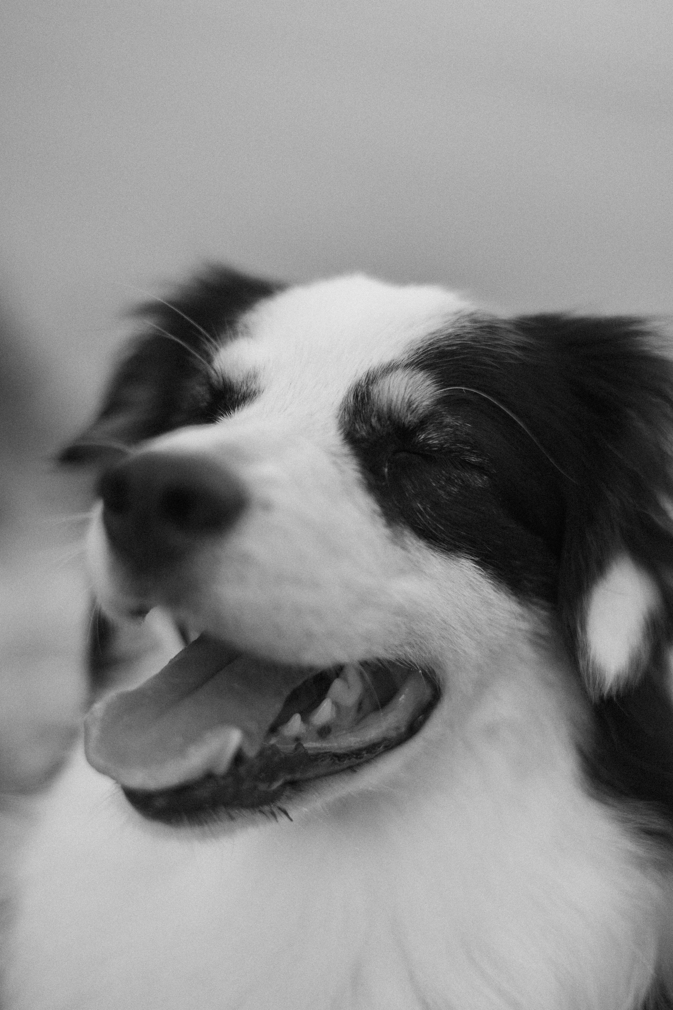 Ира и Джесс. Фотограф-анималист Богданова Полина