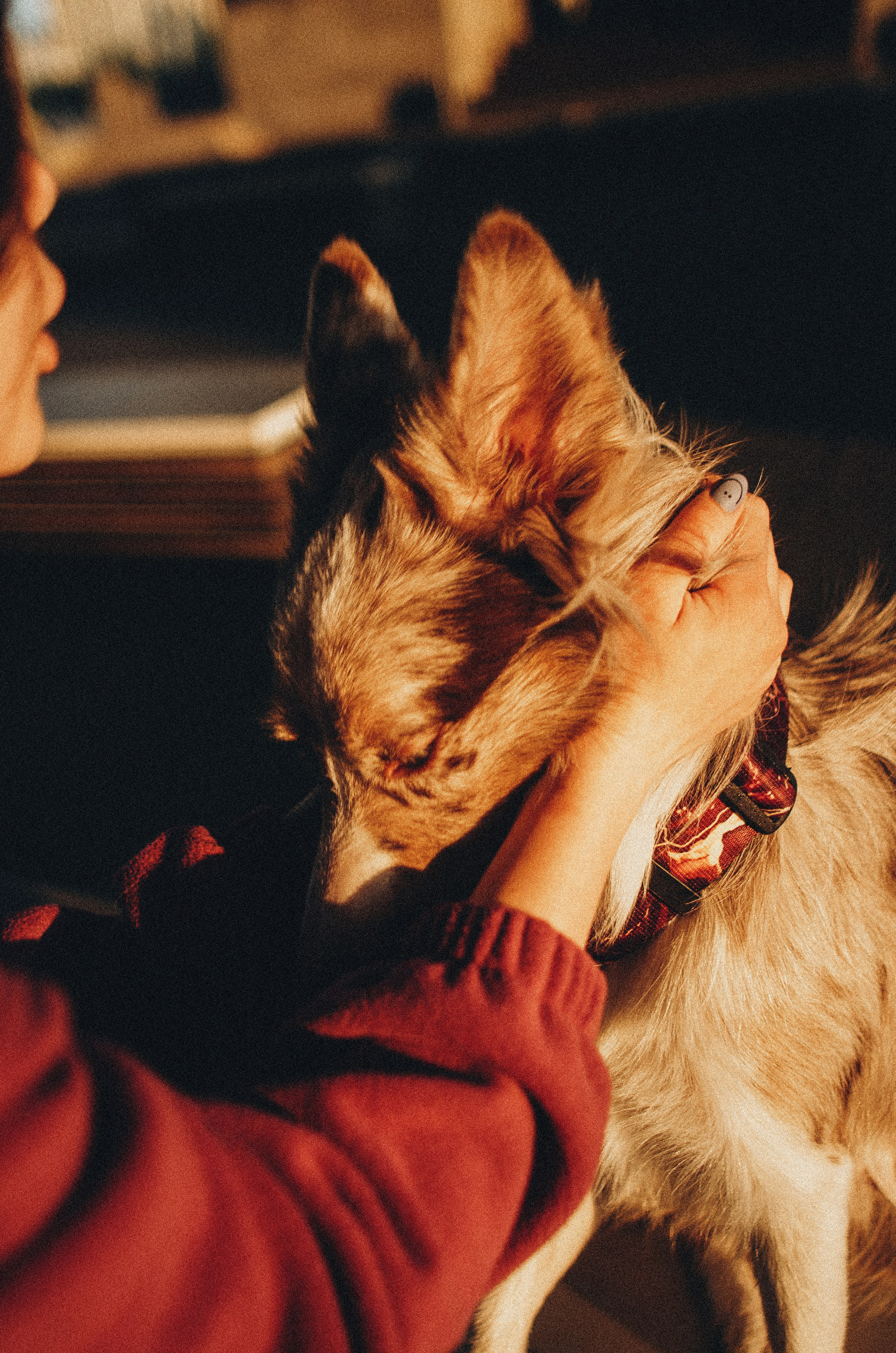Аня и Дэймон. Фотограф-анималист Богданова Полина