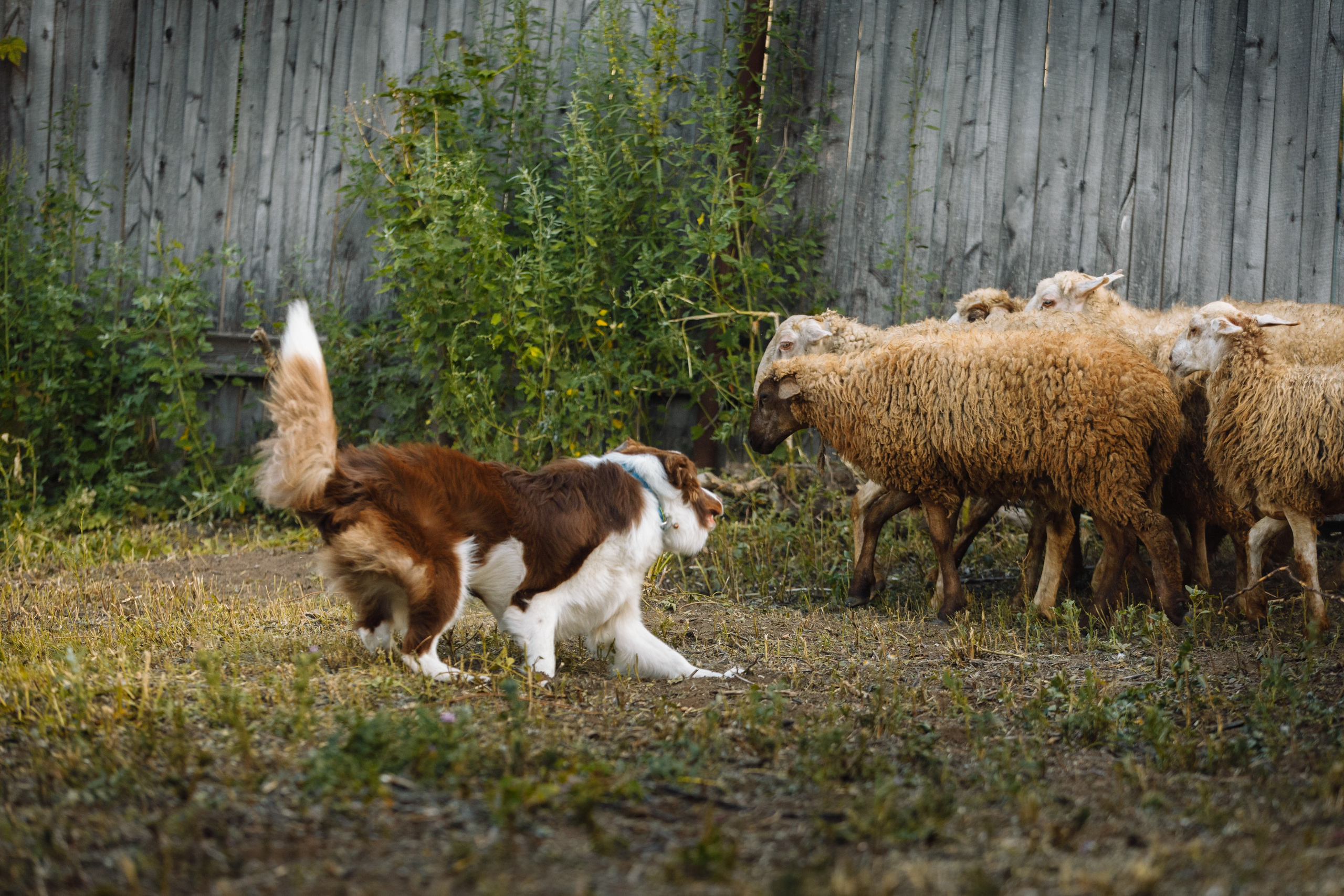 Овечий день. О нас