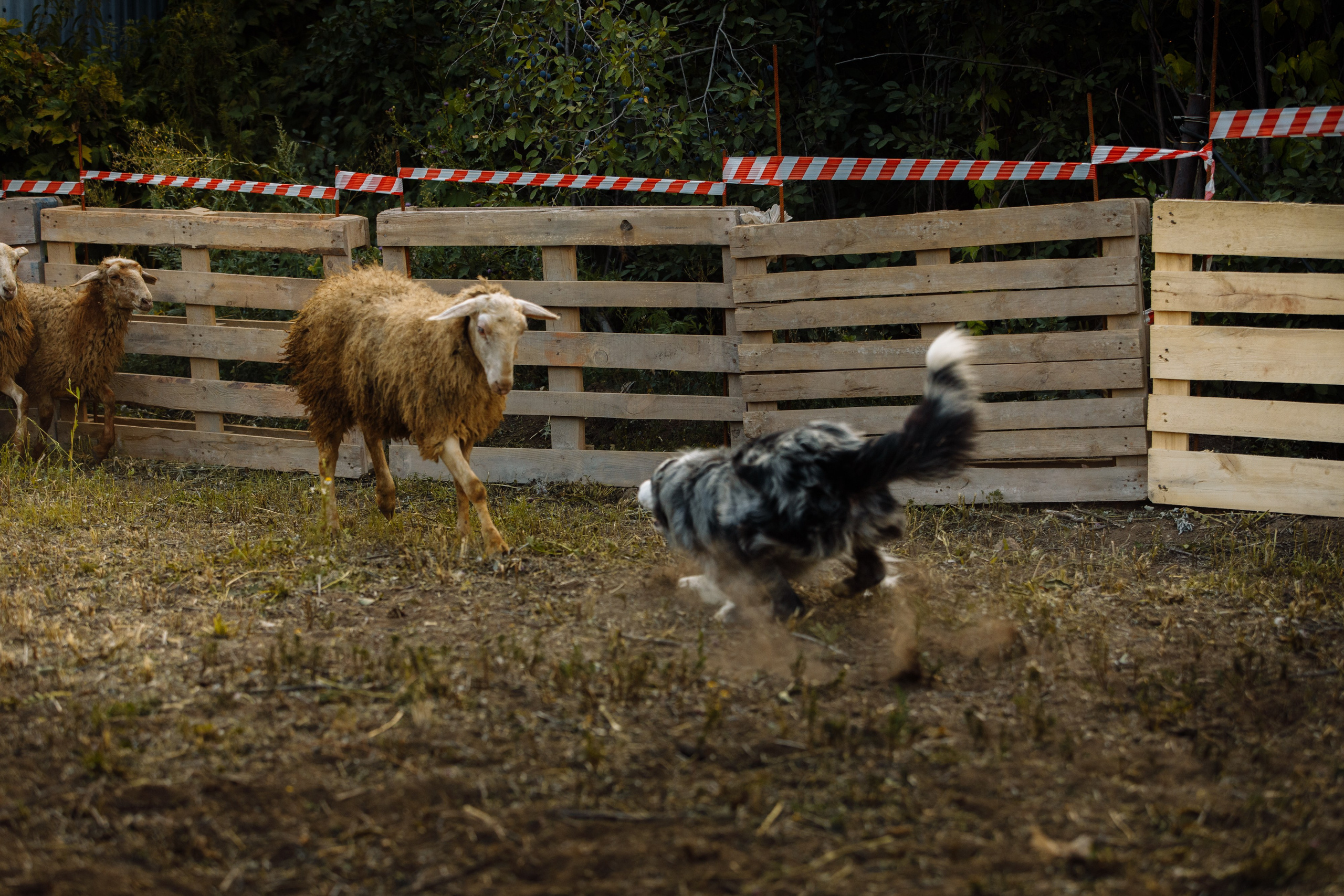 Овечий день. О нас