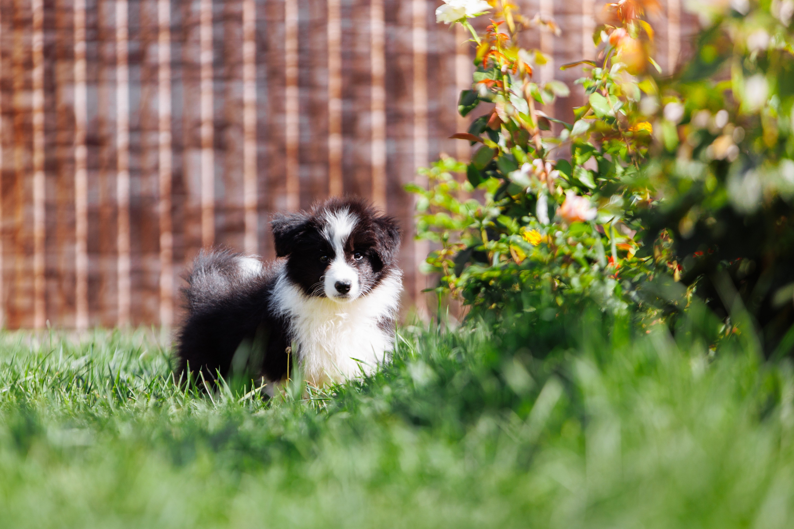 МММ — маленькое мягкое милое. О нас