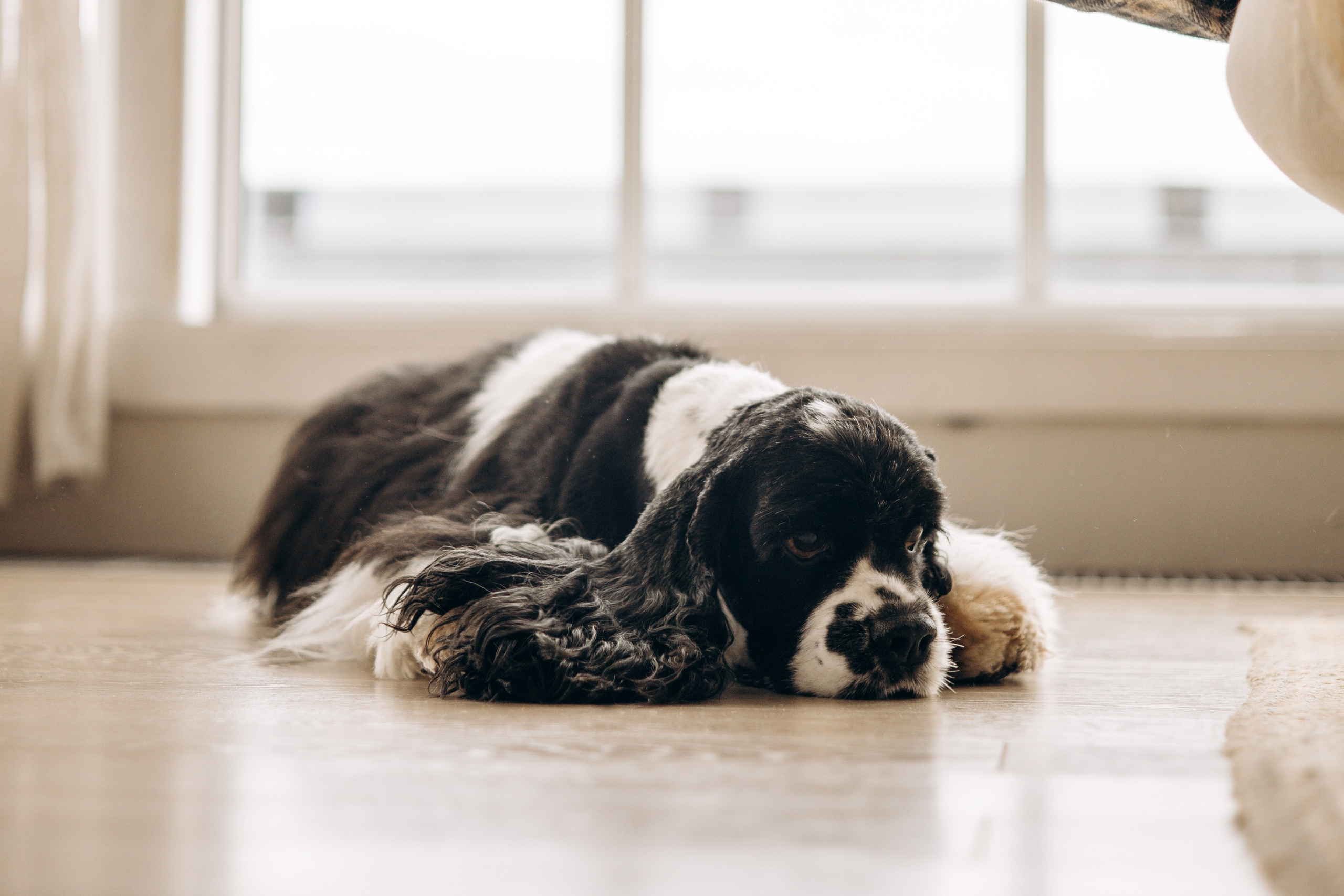 Лиза, Егор и Дастин. Фотограф животных Евгения Верцинская