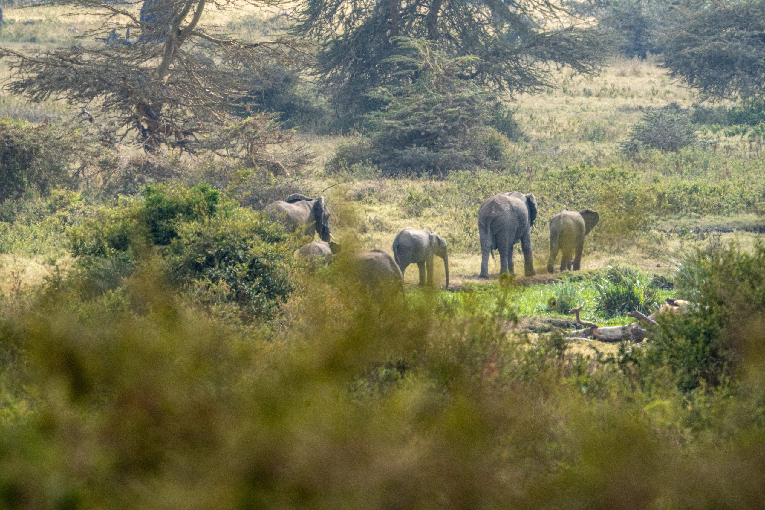 Танзания, сафари, 2025. Творческие сьемки