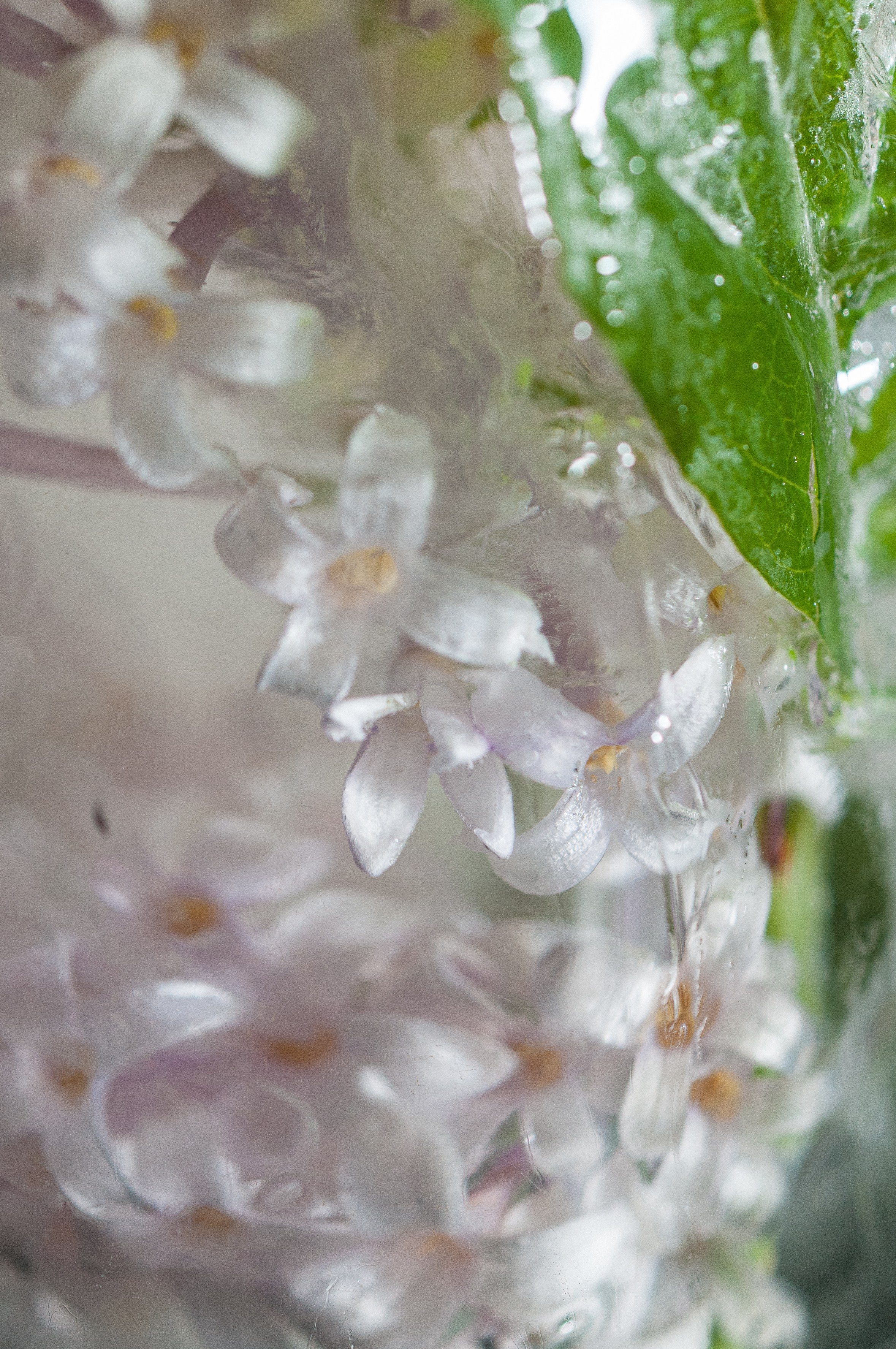 FFF — Frozen Fairy Flower. Фотограф в Санкт-Петербурге Анна Гончар