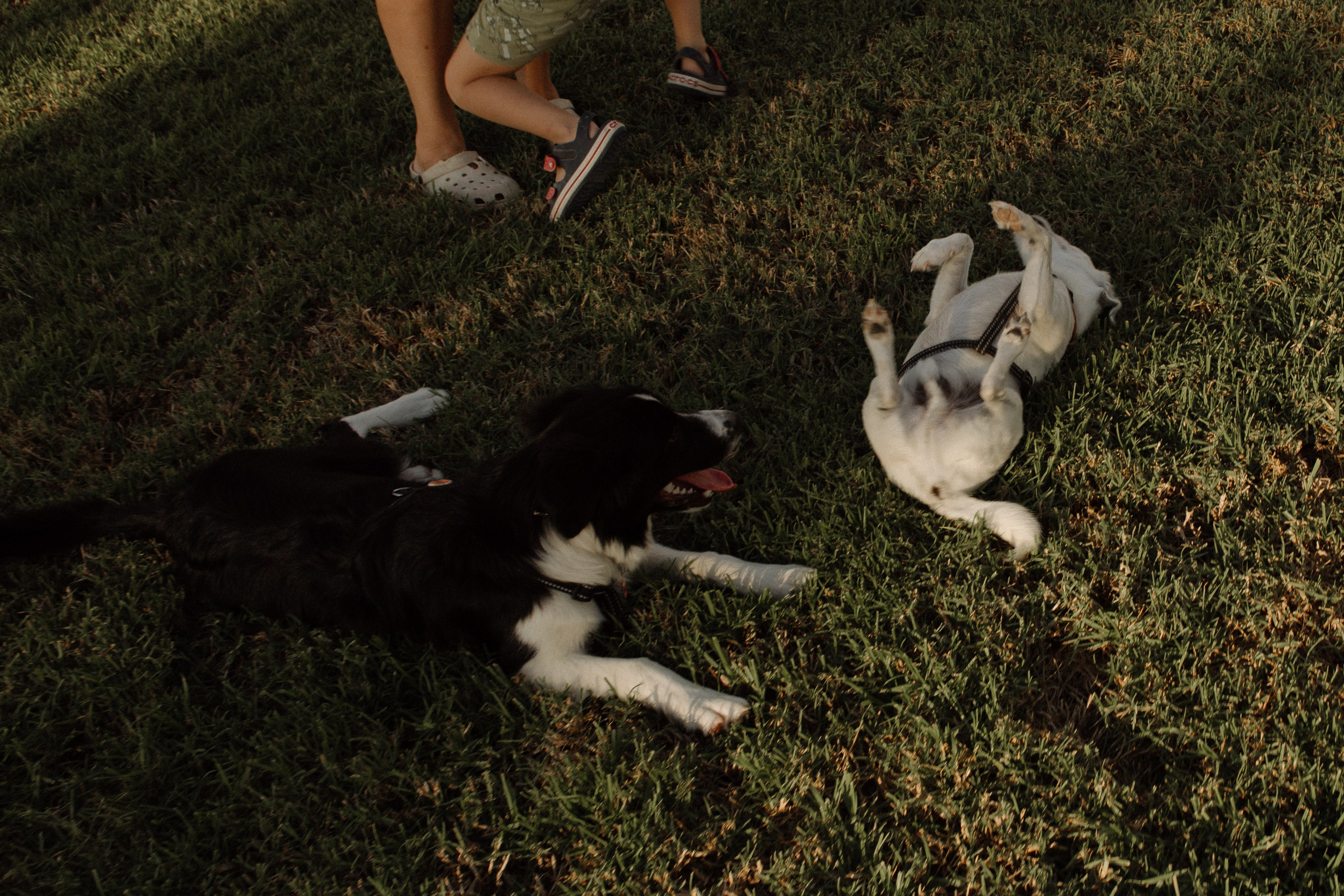 Melymko fam. Portrait, family and pet photographer in Cyprus, Ksenia Bourdelle