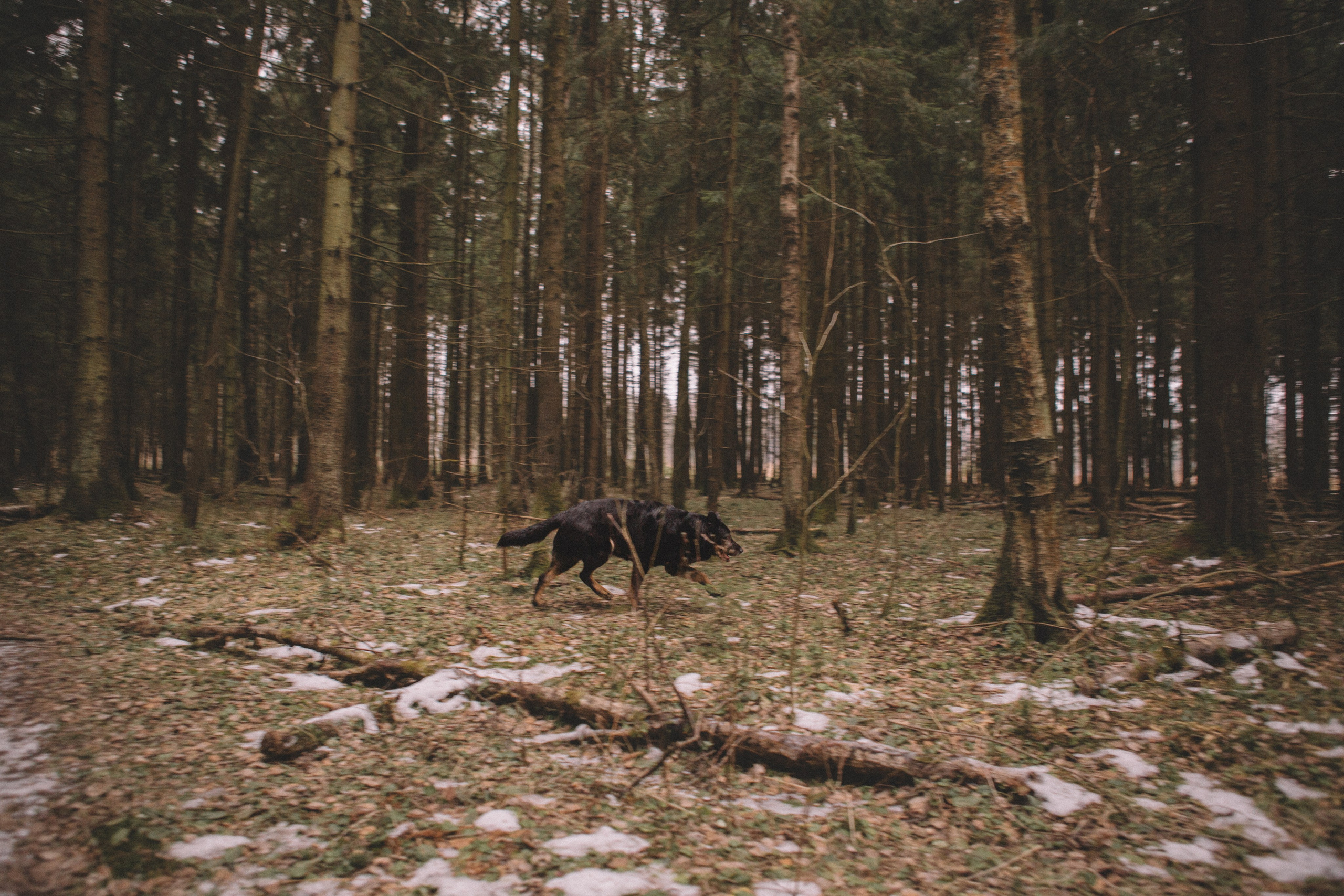 Alyona & Felix. Portrait, family and pet photographer in Cyprus, Ksenia Bourdelle