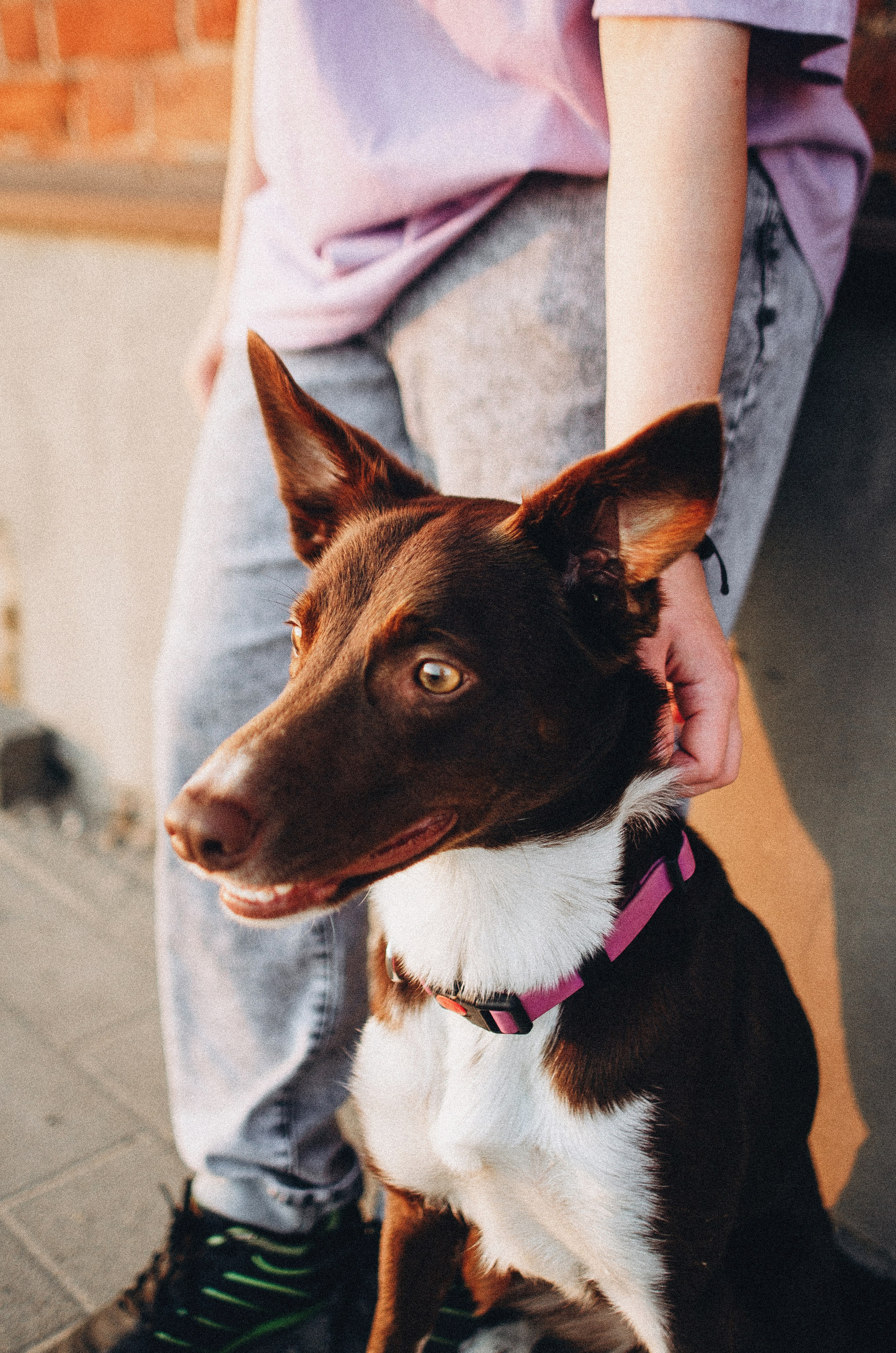 Вика и Эсса. Фотограф-анималист Богданова Полина