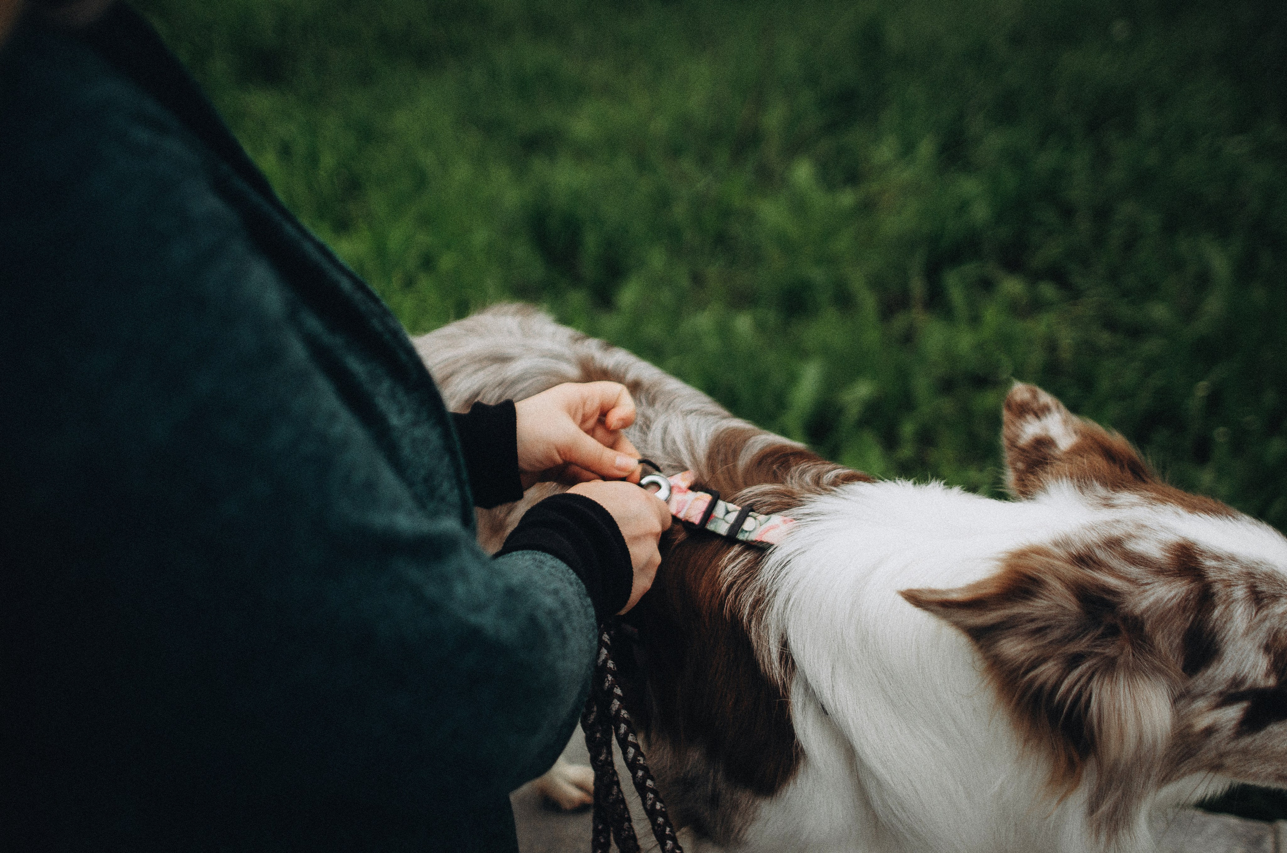 Алина и Бруна. Фотограф-анималист Богданова Полина