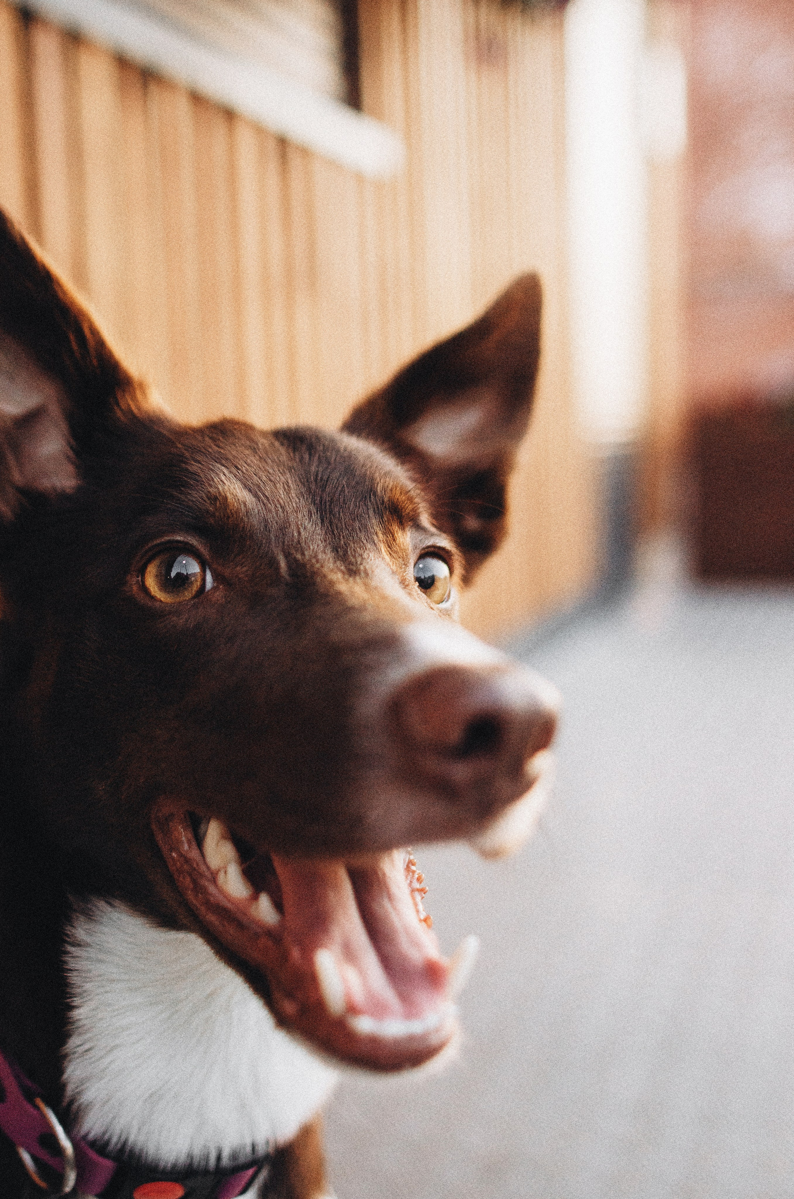 Вика и Эсса. Фотограф-анималист Богданова Полина