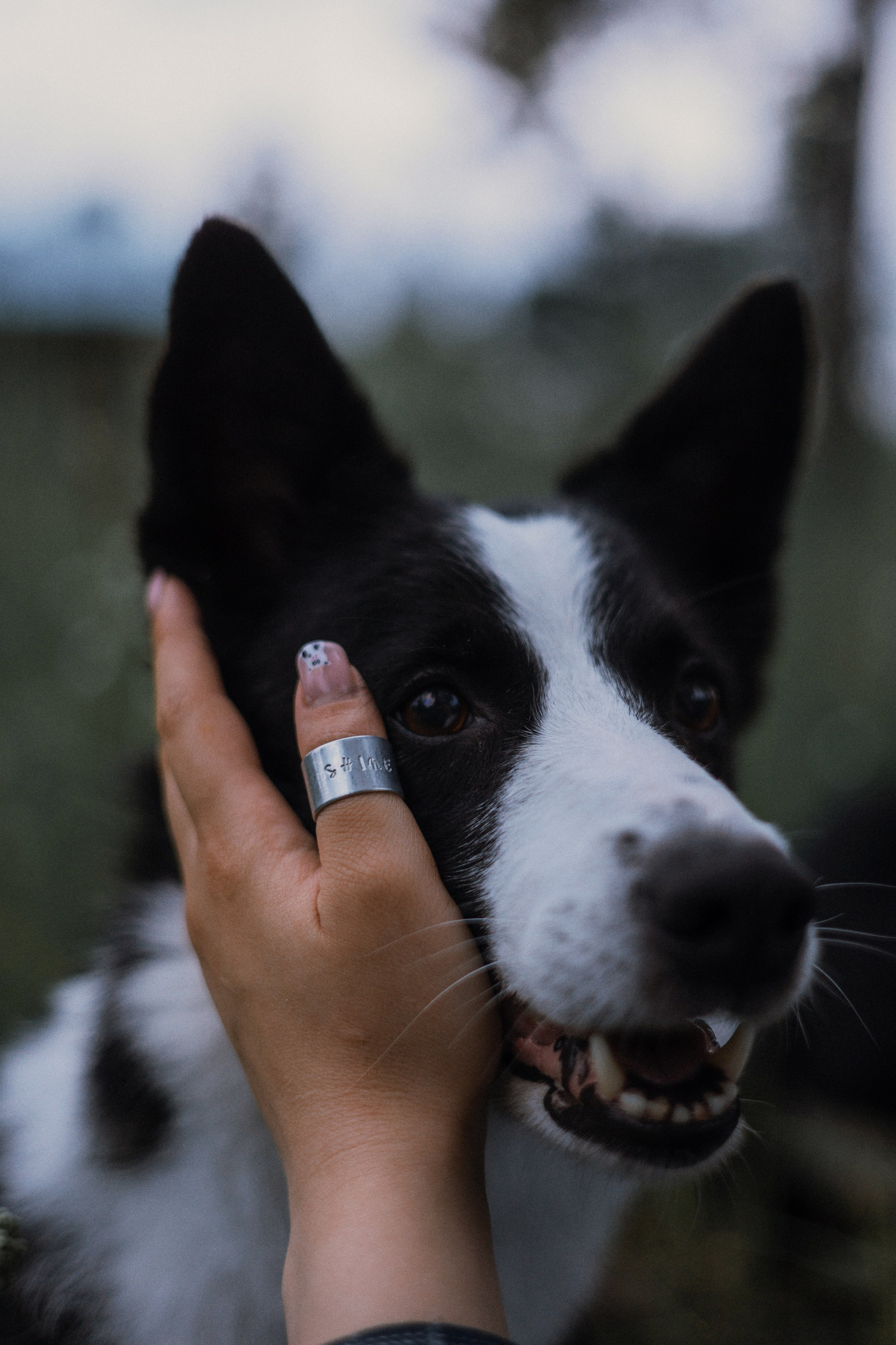 Аделя, Вандер, Шайна и Бая. Фотограф-анималист Богданова Полина