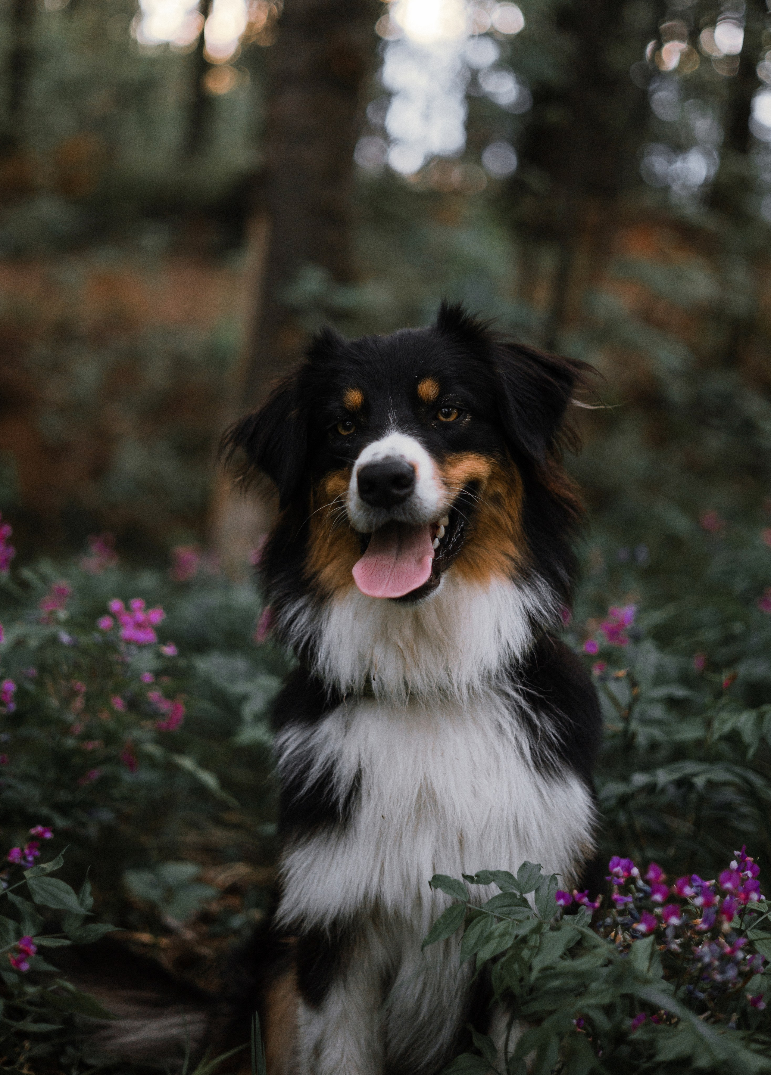 Настя, Шуня, Милка и Тигуан. Фотограф-анималист Богданова Полина