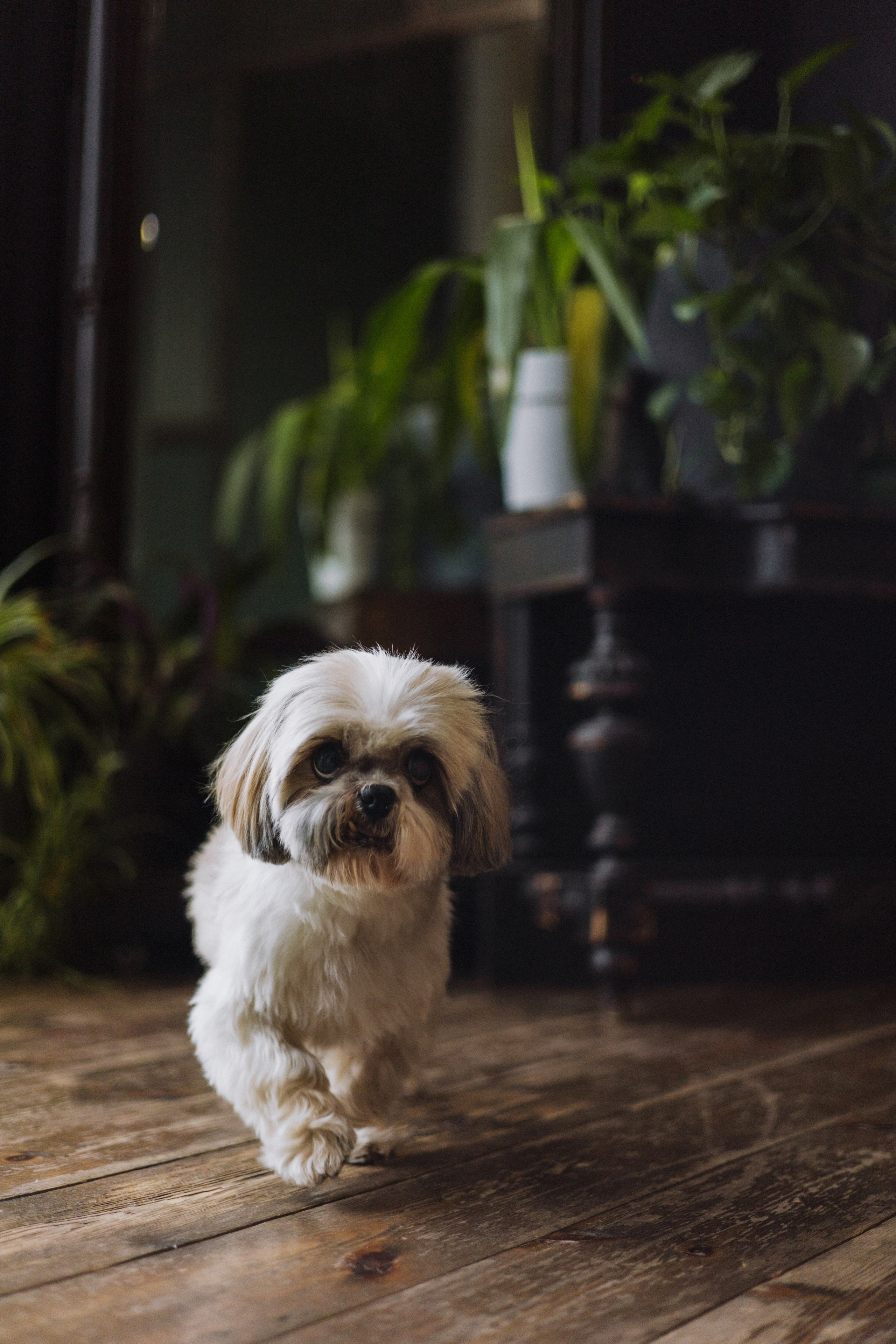 Ирина и Винни. Фотограф-анималист Богданова Полина