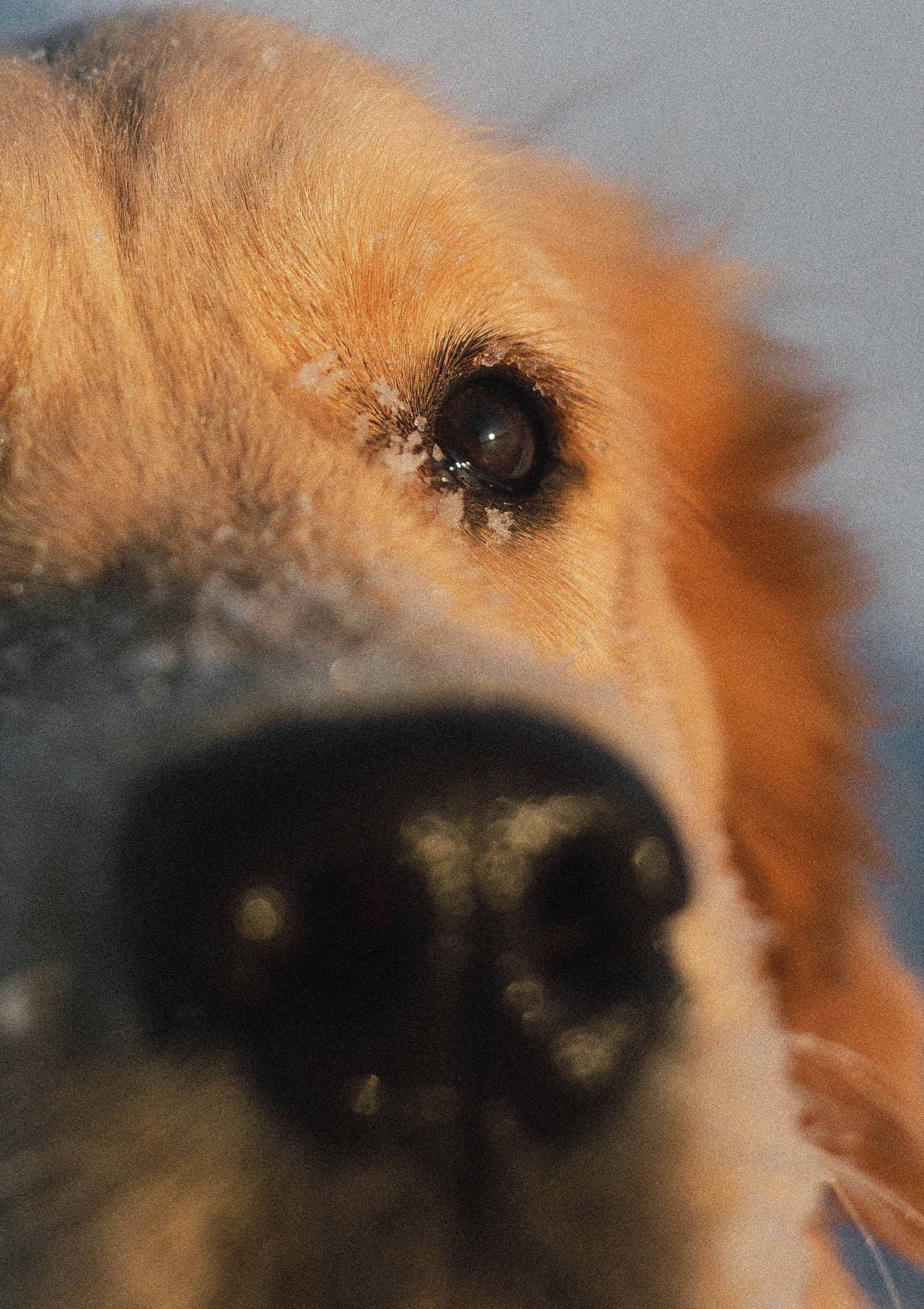 Лена и Декстер. Фотограф-анималист Богданова Полина