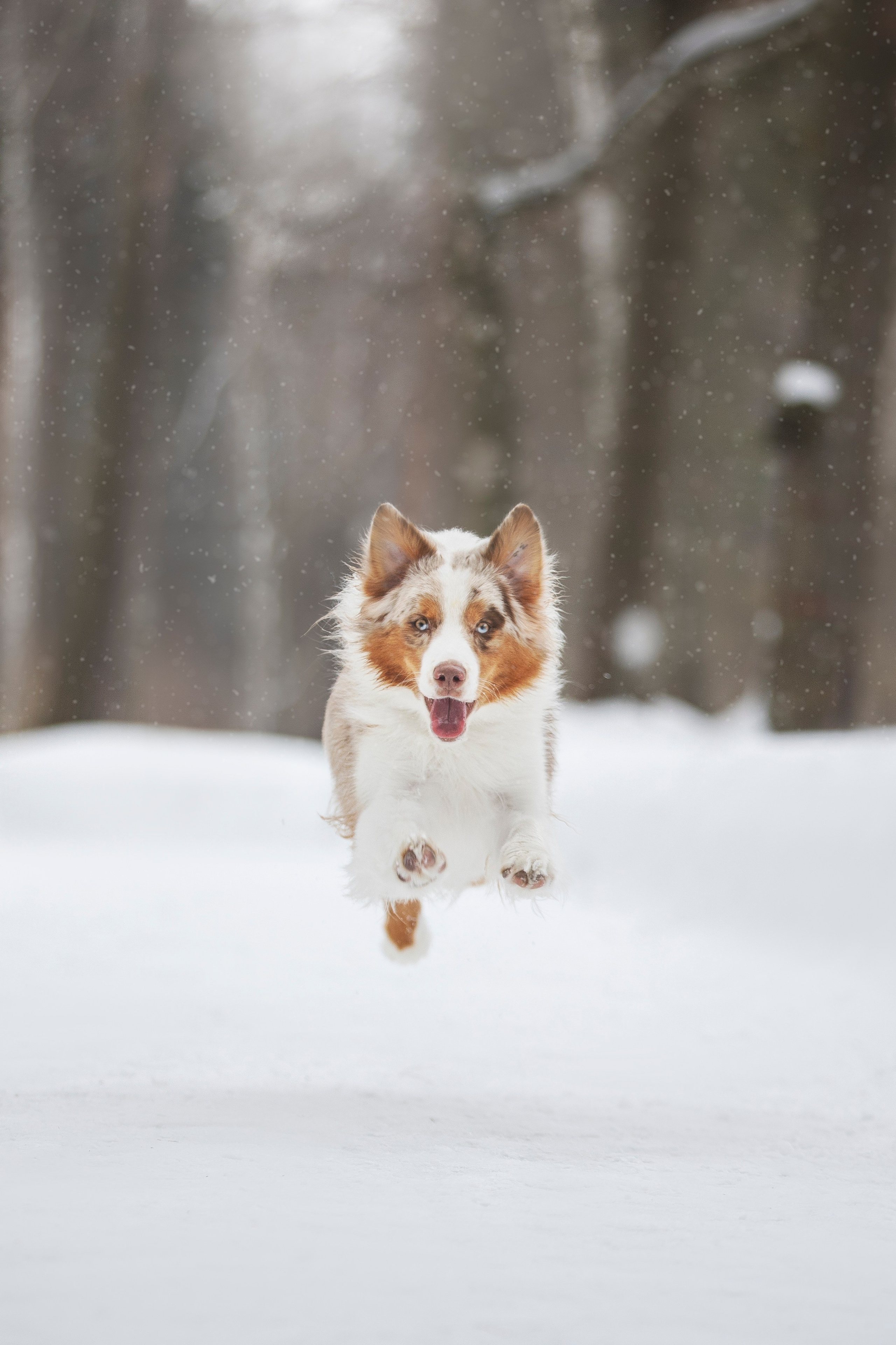 Дария, Макс, Сезам и Чили. Фотограф анималист в Москве Майорова Евгения