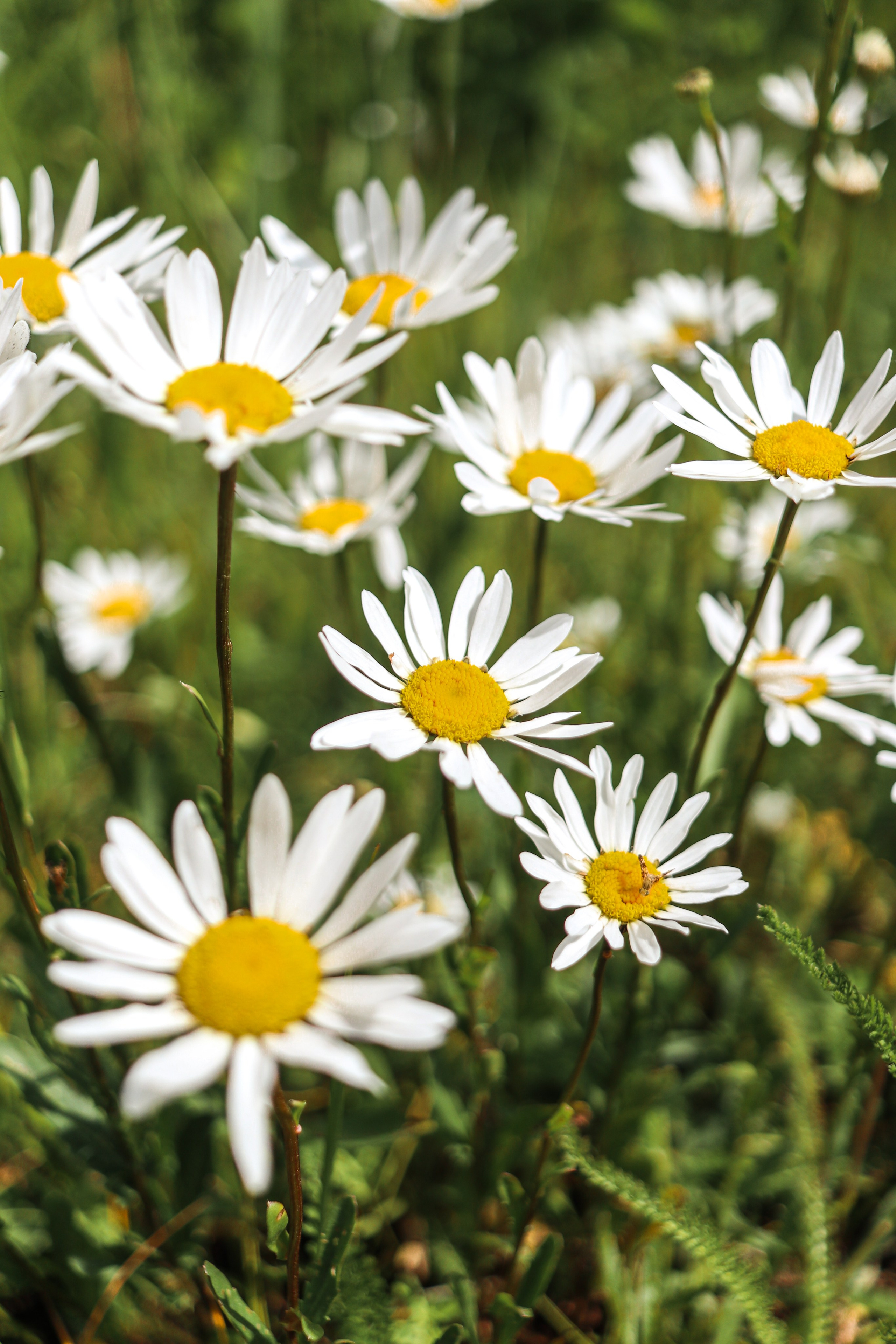 «Малиновый остров» база отдыха, респ. Алтай. Контент фотограф Дмитрий Борисов