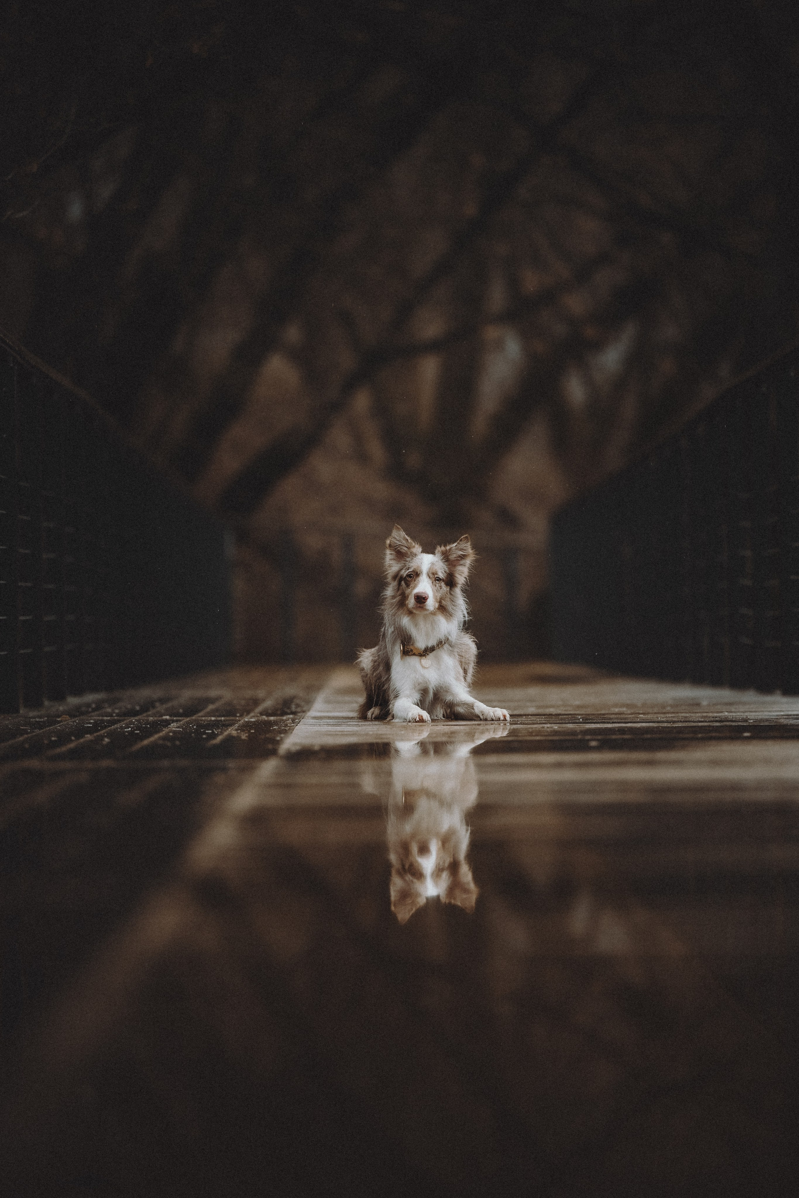 Аня и Дэймон. Семейный фотограф анималист Ананьева Мария — Москва