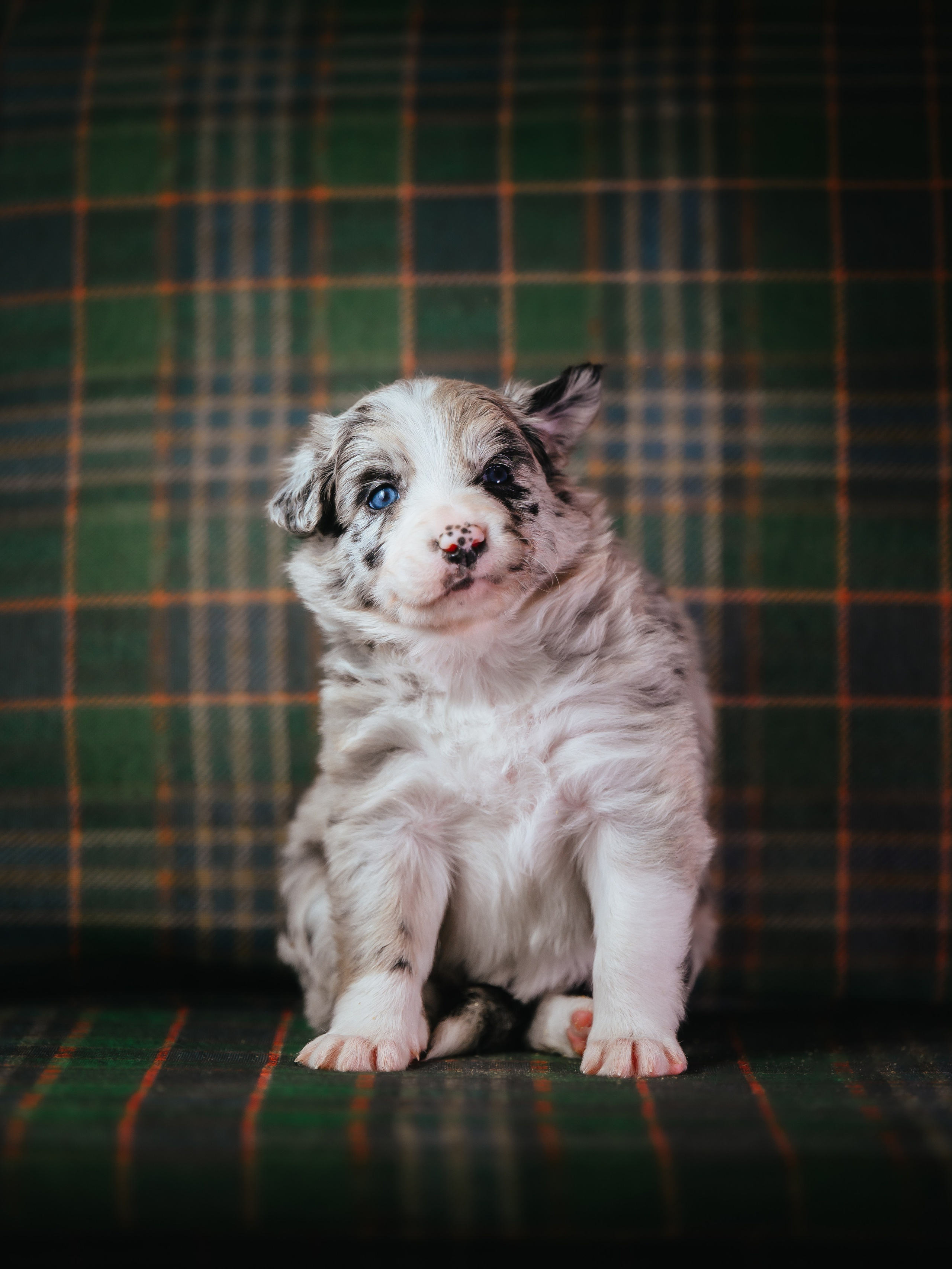 Бордер колли. Семейный фотограф анималист Ананьева Мария — Москва