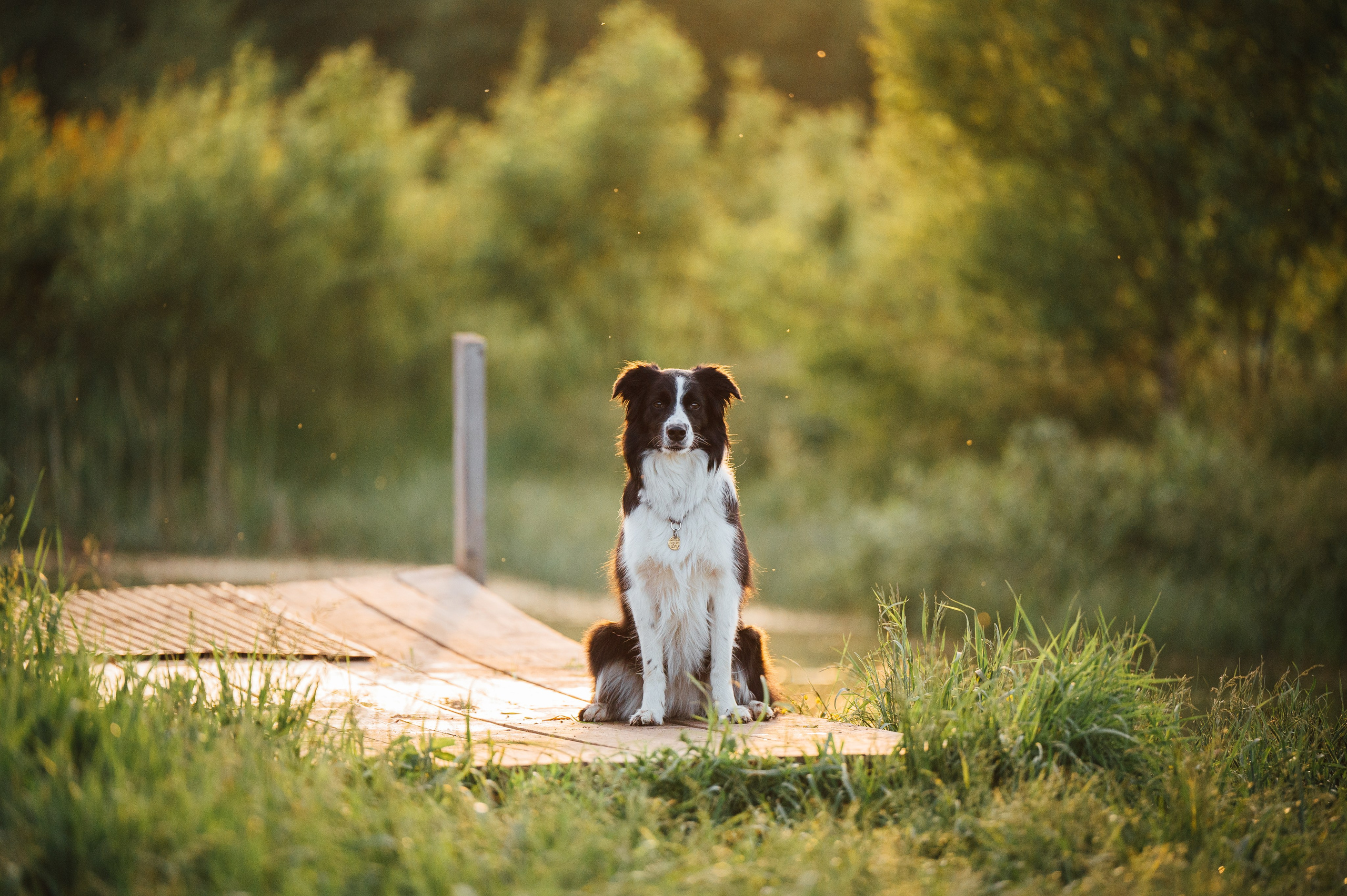 Регина и Эстер. Семейный фотограф анималист Ананьева Мария — Москва