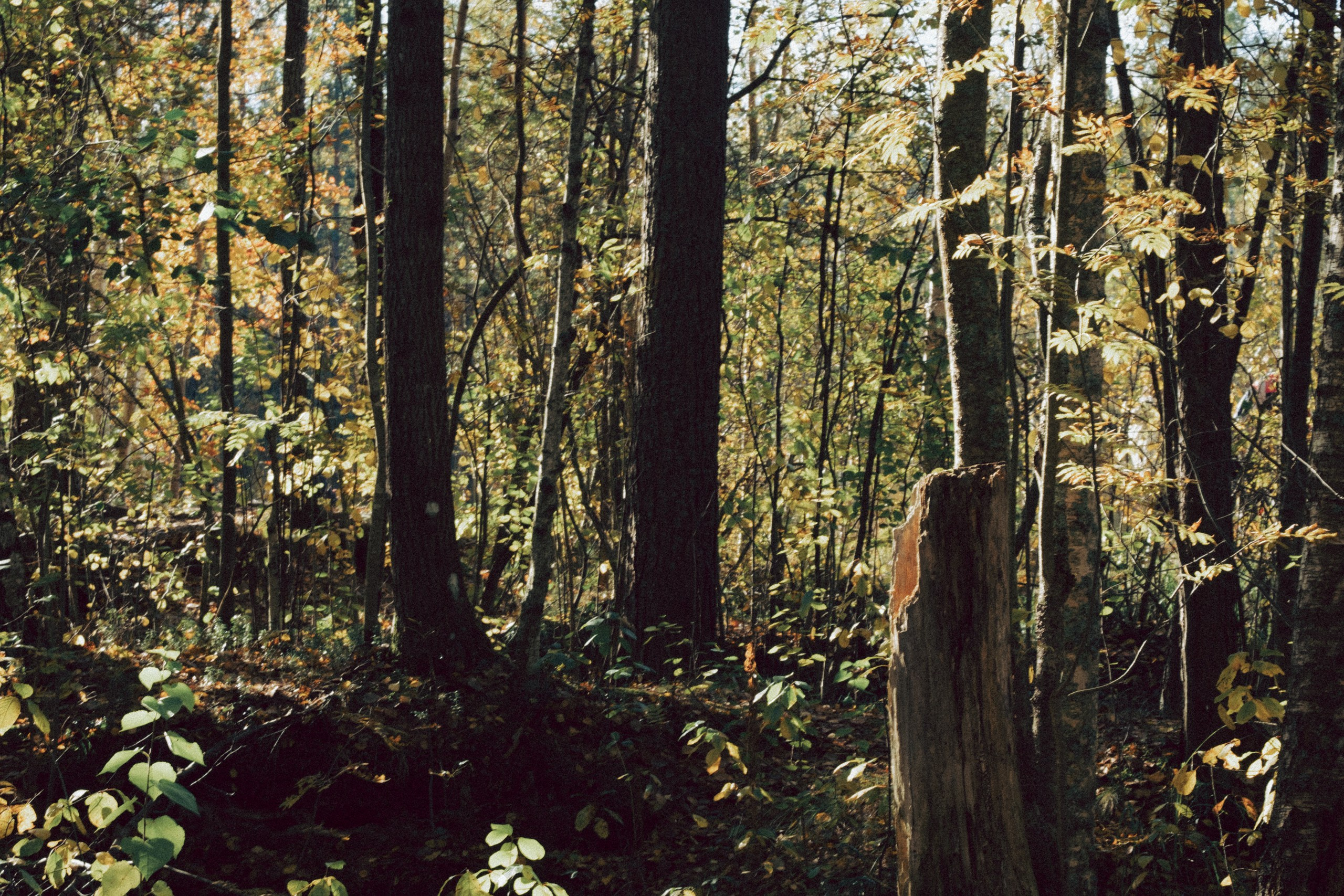 Осеняя прогулка. Профессиональный фотограф, Санкт-Петербург — Виктория Богомолова