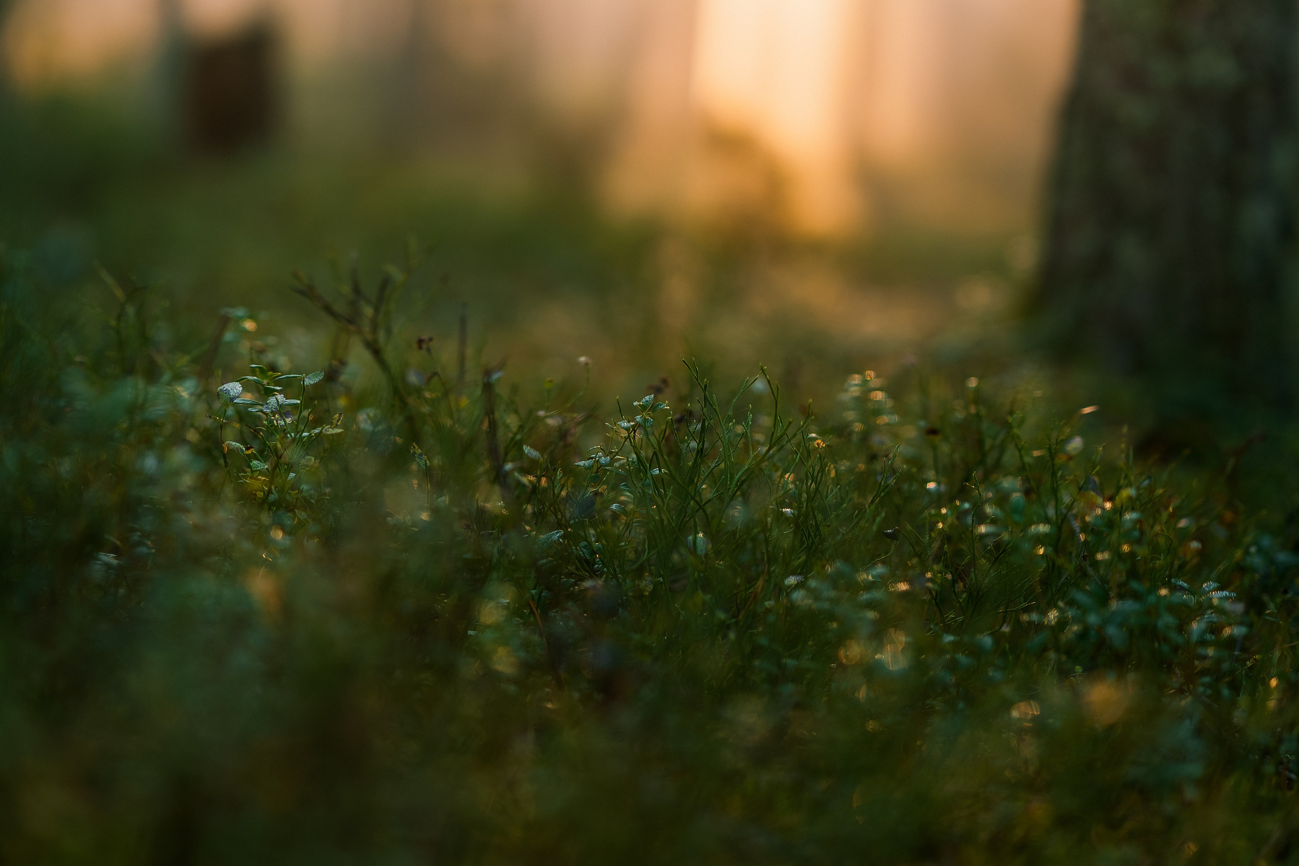 Рассвет в осеннем лесу, Карелия. Юля Дэй • Фотограф, Санкт-Петербург
