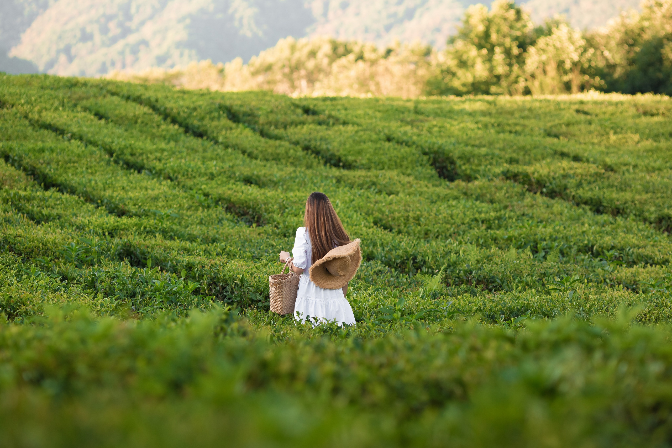 Чайная плантация. Сочи. Семейный и детский фотограф в Краснодарском крае Натали Фищенко