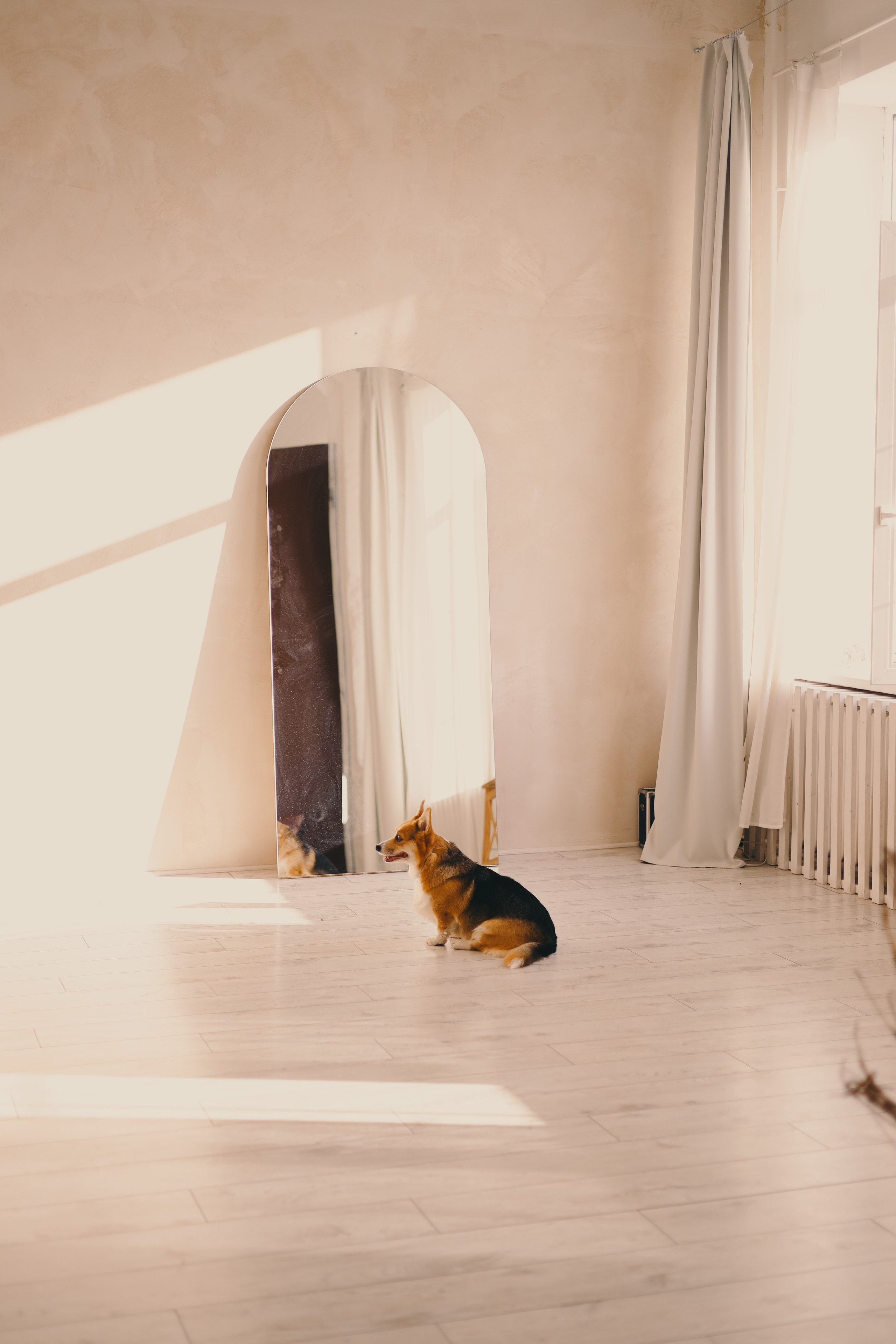 Виктория и Корги. Фотограф Мария Лаенко