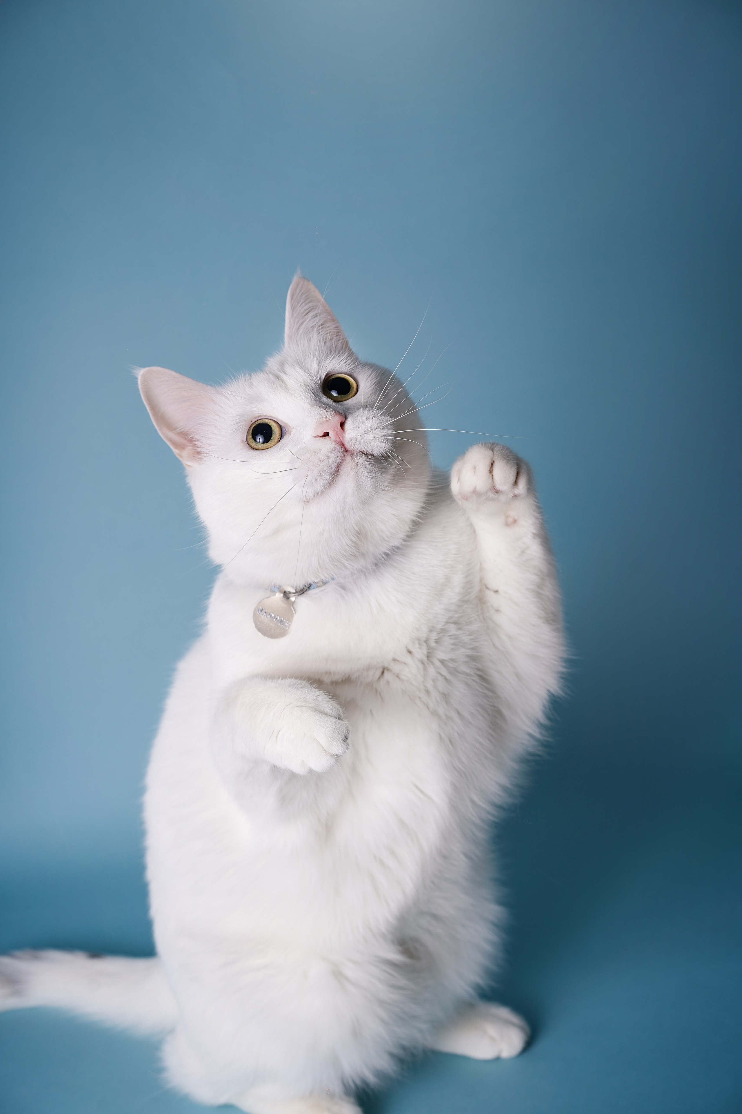 Маффин и Сэм. Фотограф-анималист в Санкт-Петербурге Яна Мартынова