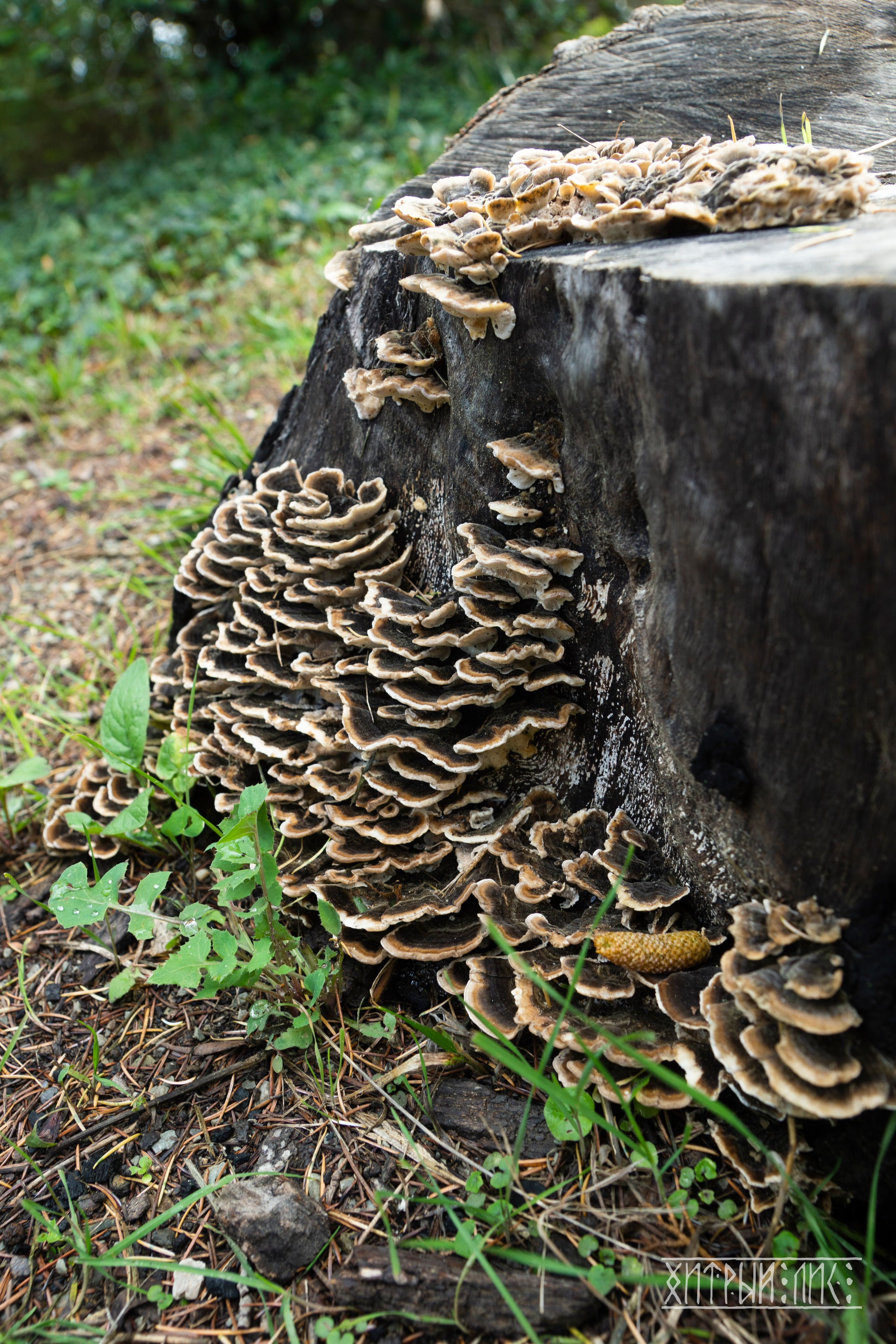 Крым. Фотограф-путешественник Самойлов Максим «Sly Fox»