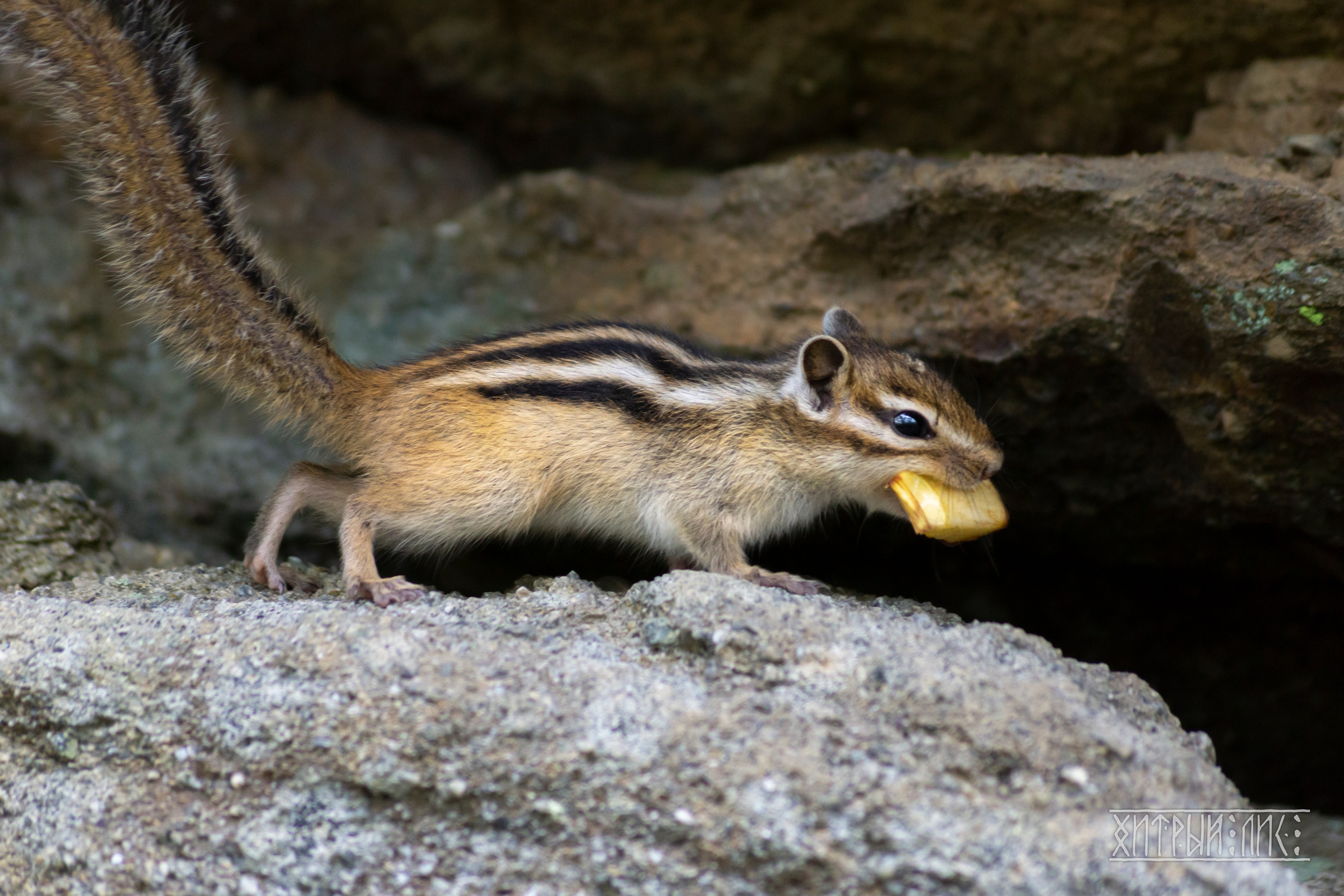 Сахалин. Фотограф-путешественник Самойлов Максим «Sly Fox»