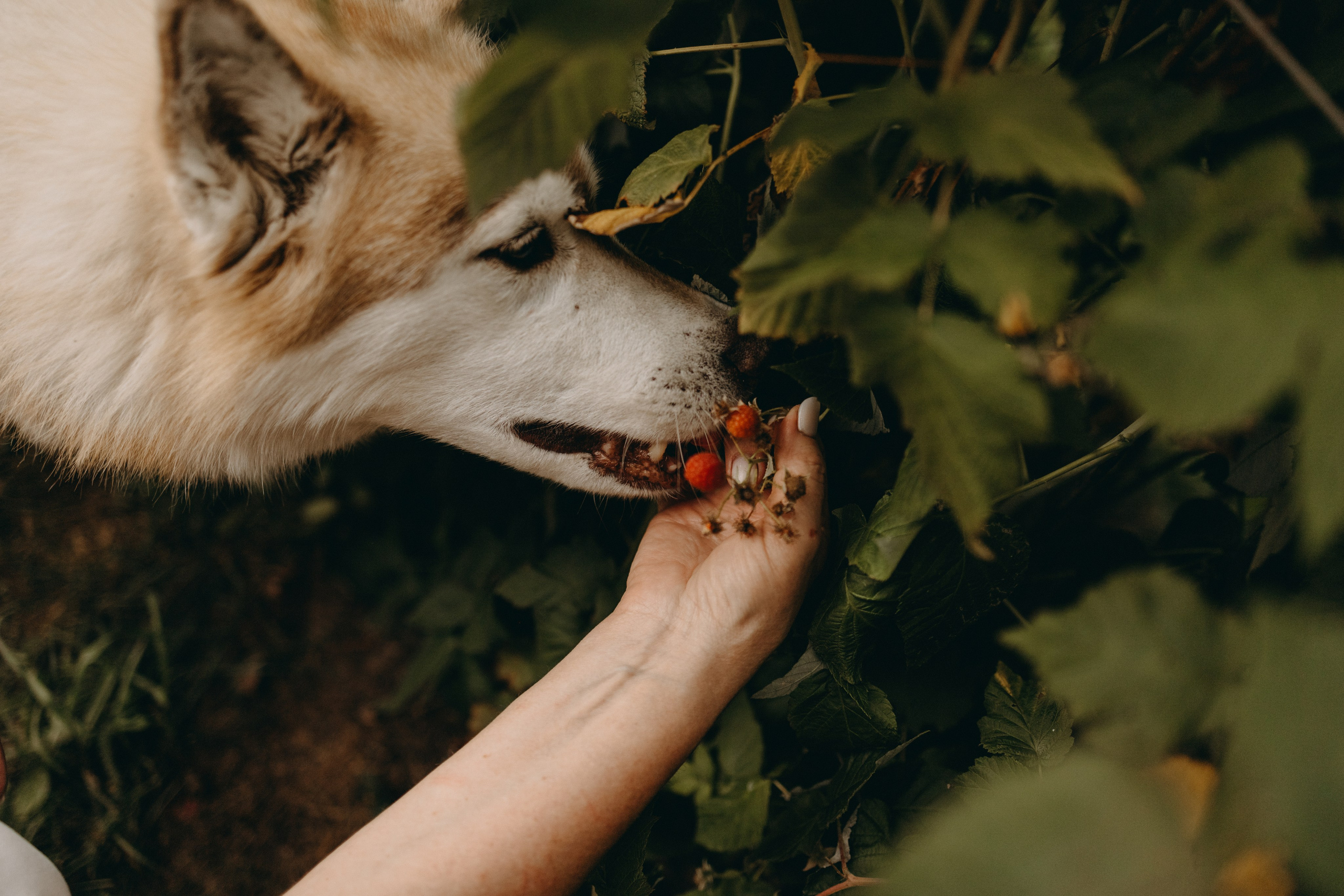 Дом у реки. Фотограф — Анималист | Санкт-Петербург