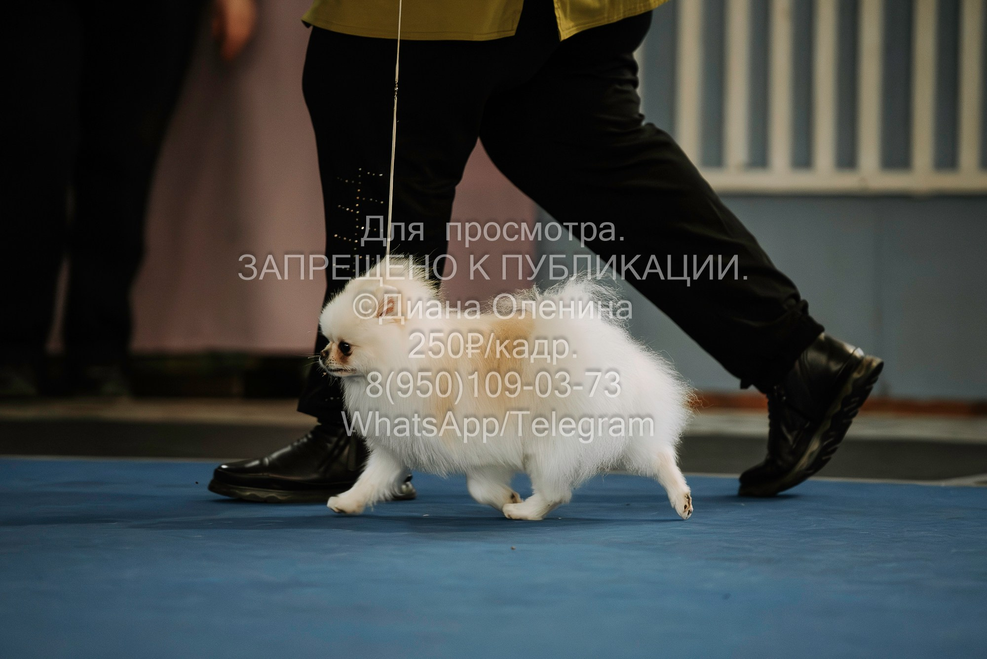 Выставка собак Красноярск 29.10.2023. Фотограф Диана Оленина Красноярск / Братск