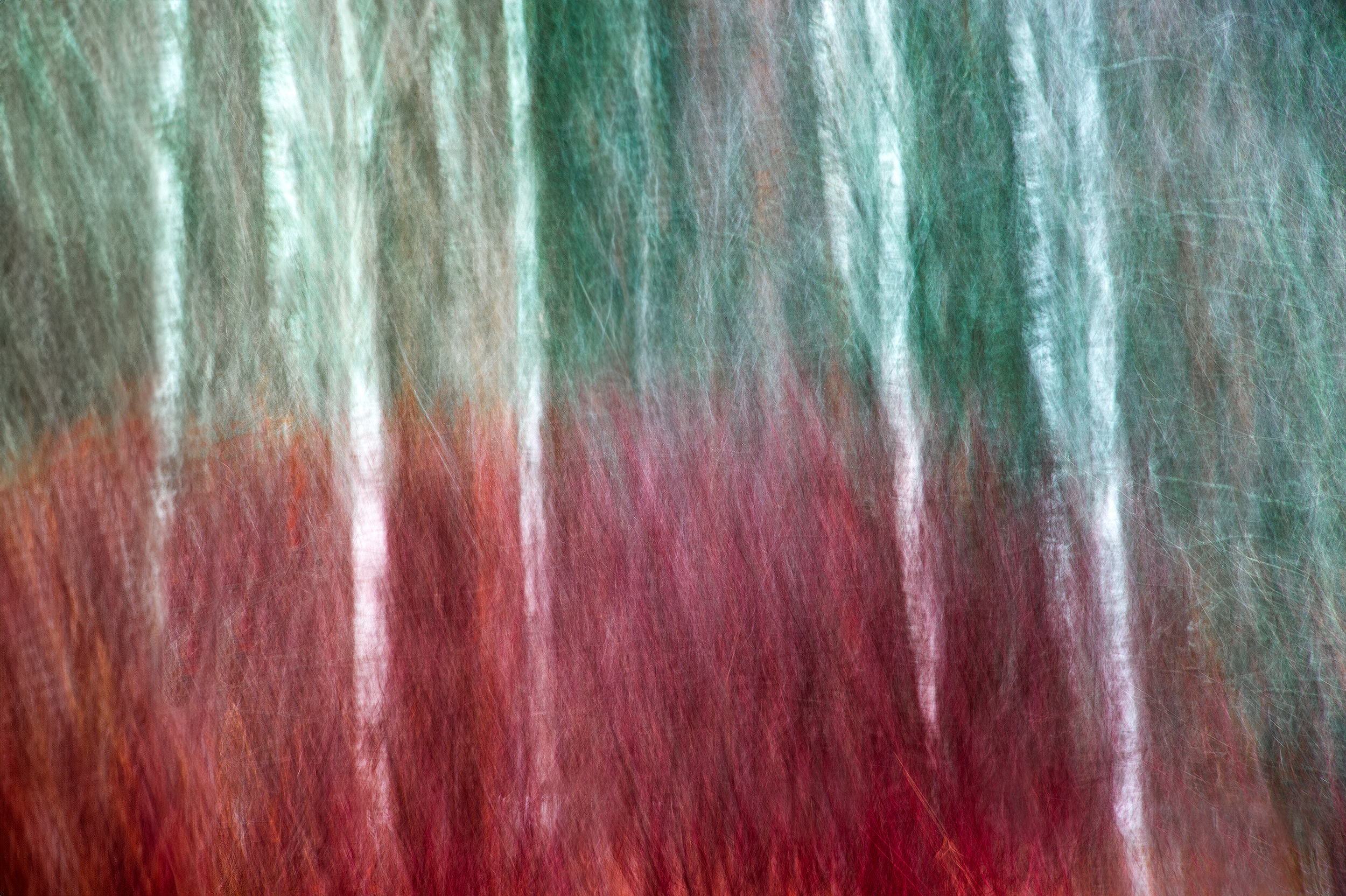 Лана Петрова, фотограф