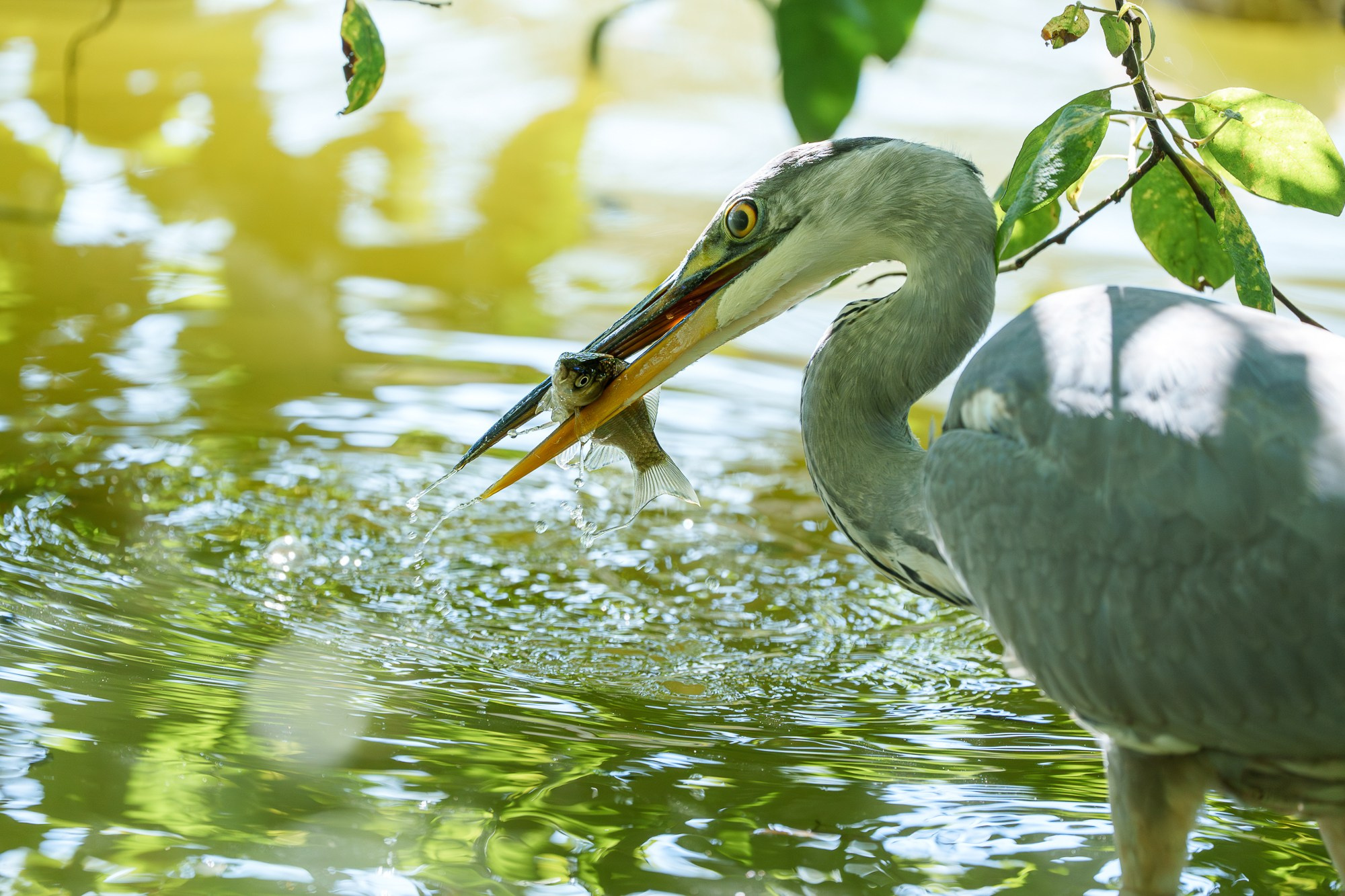Удивительные мир птиц. Вокруг нас столько прекрасного — присмотритесь!. Ваш личный фотограф Марина Волкова
