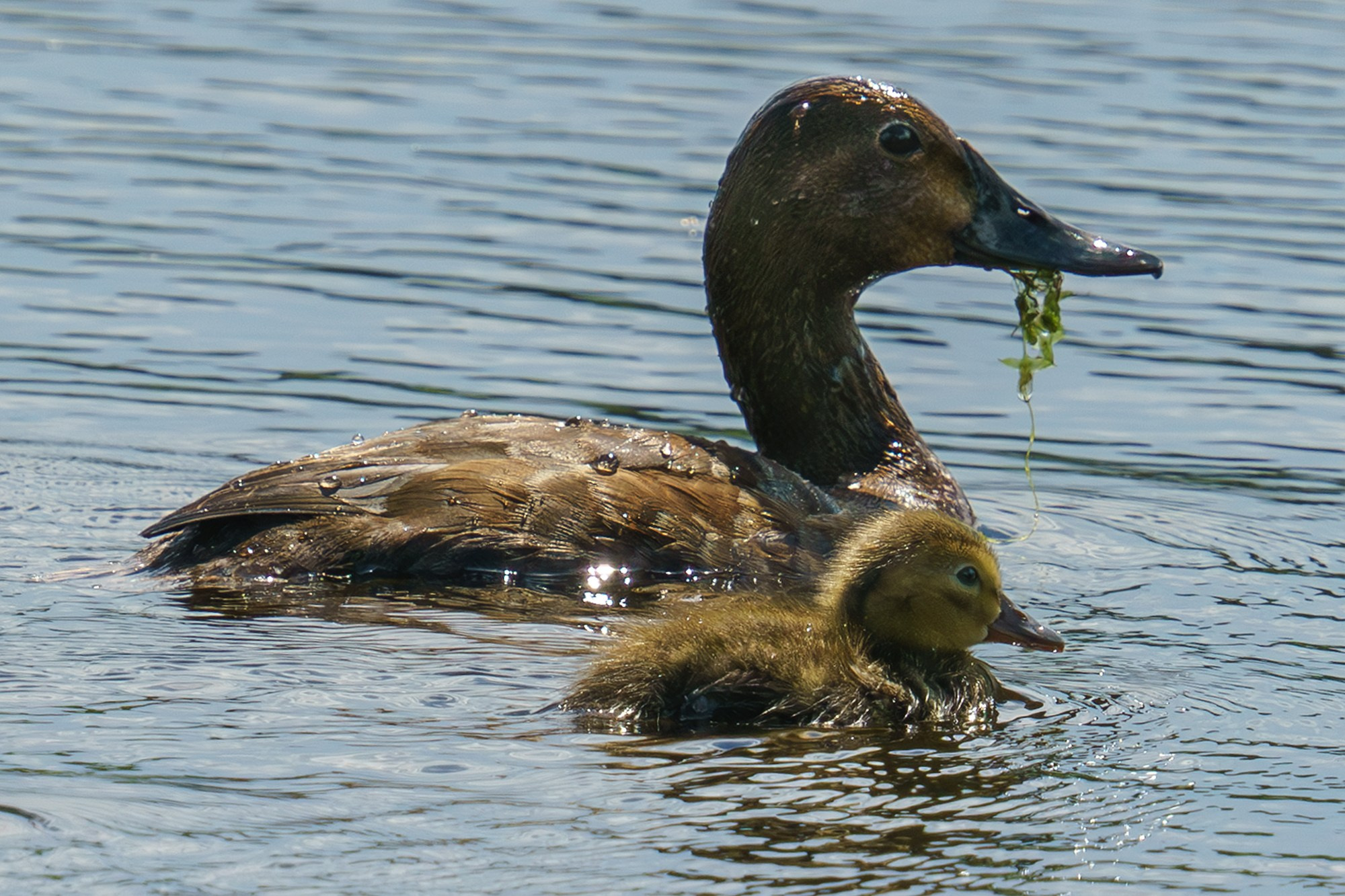 Удивительные мир птиц. Вокруг нас столько прекрасного — присмотритесь!. Ваш личный фотограф Марина Волкова