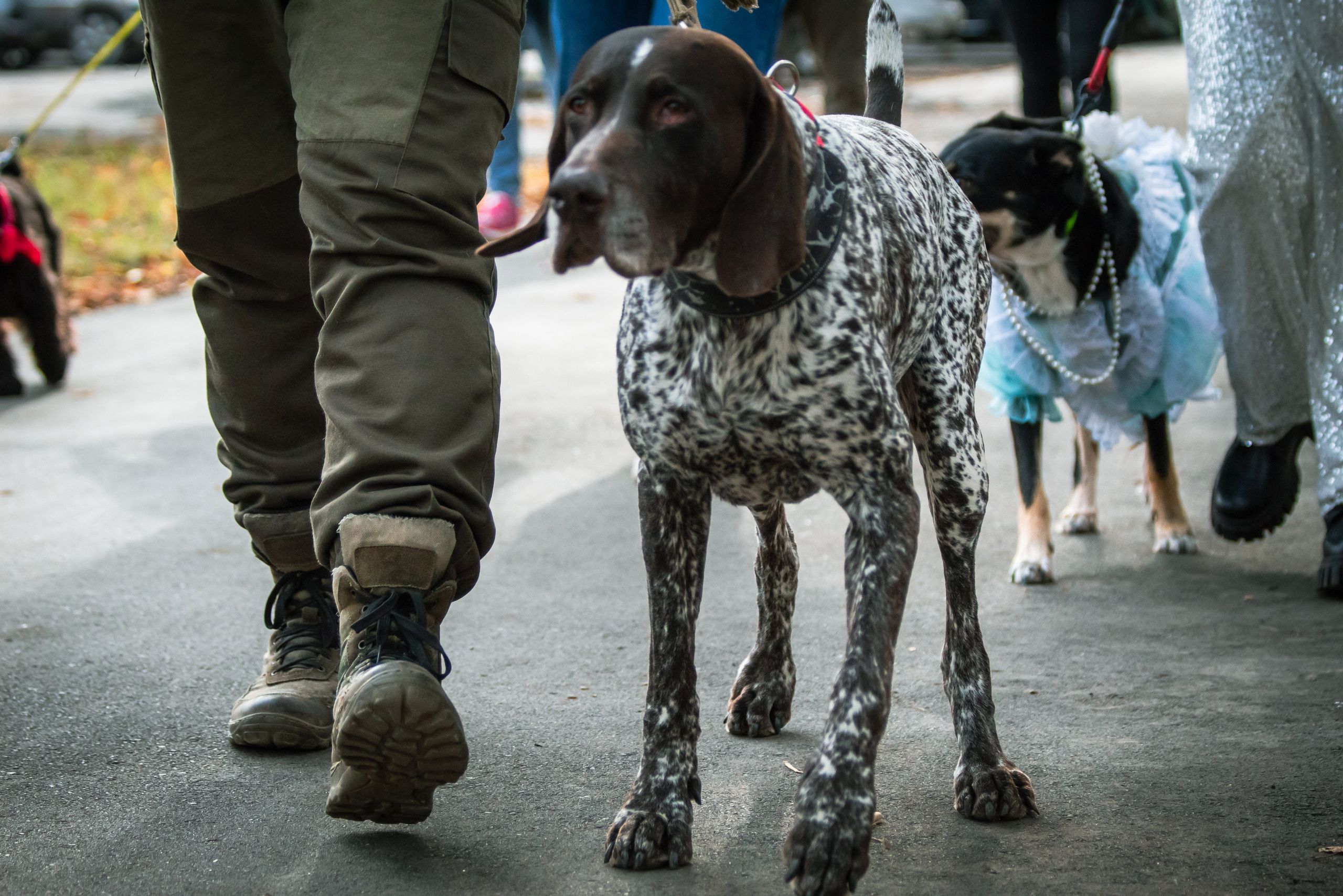 Костюмированный парад собак. Фотограф анималист — Тула, Москва