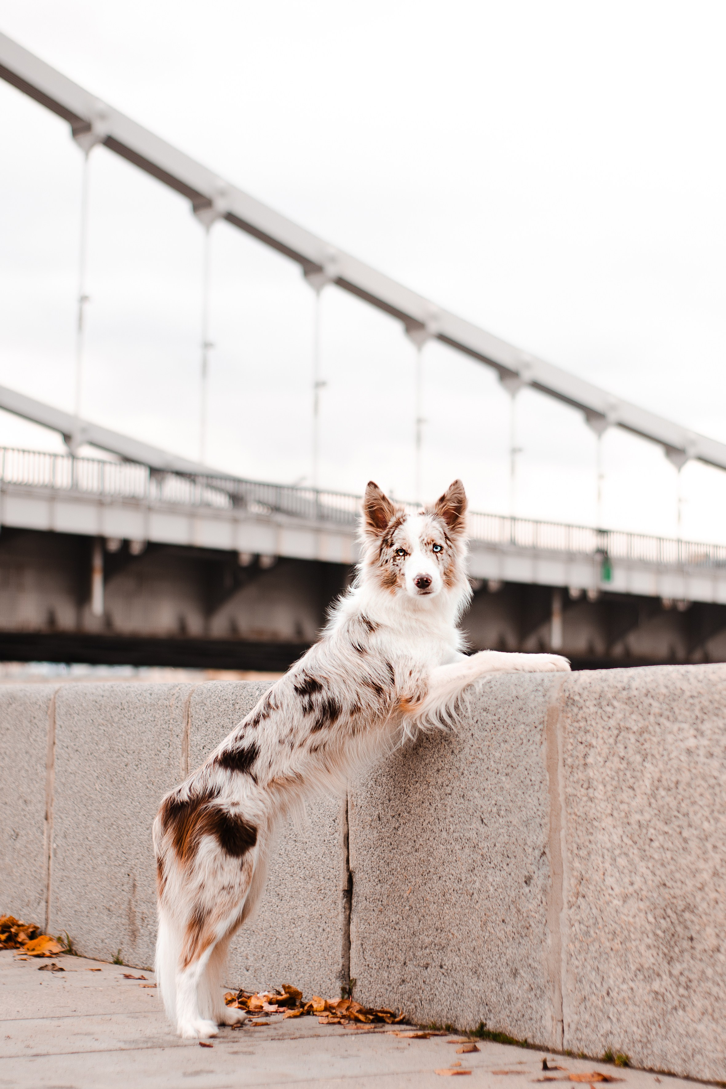 Мария и Утопия. Фотограф-анималист Мария Баркевич | Москва