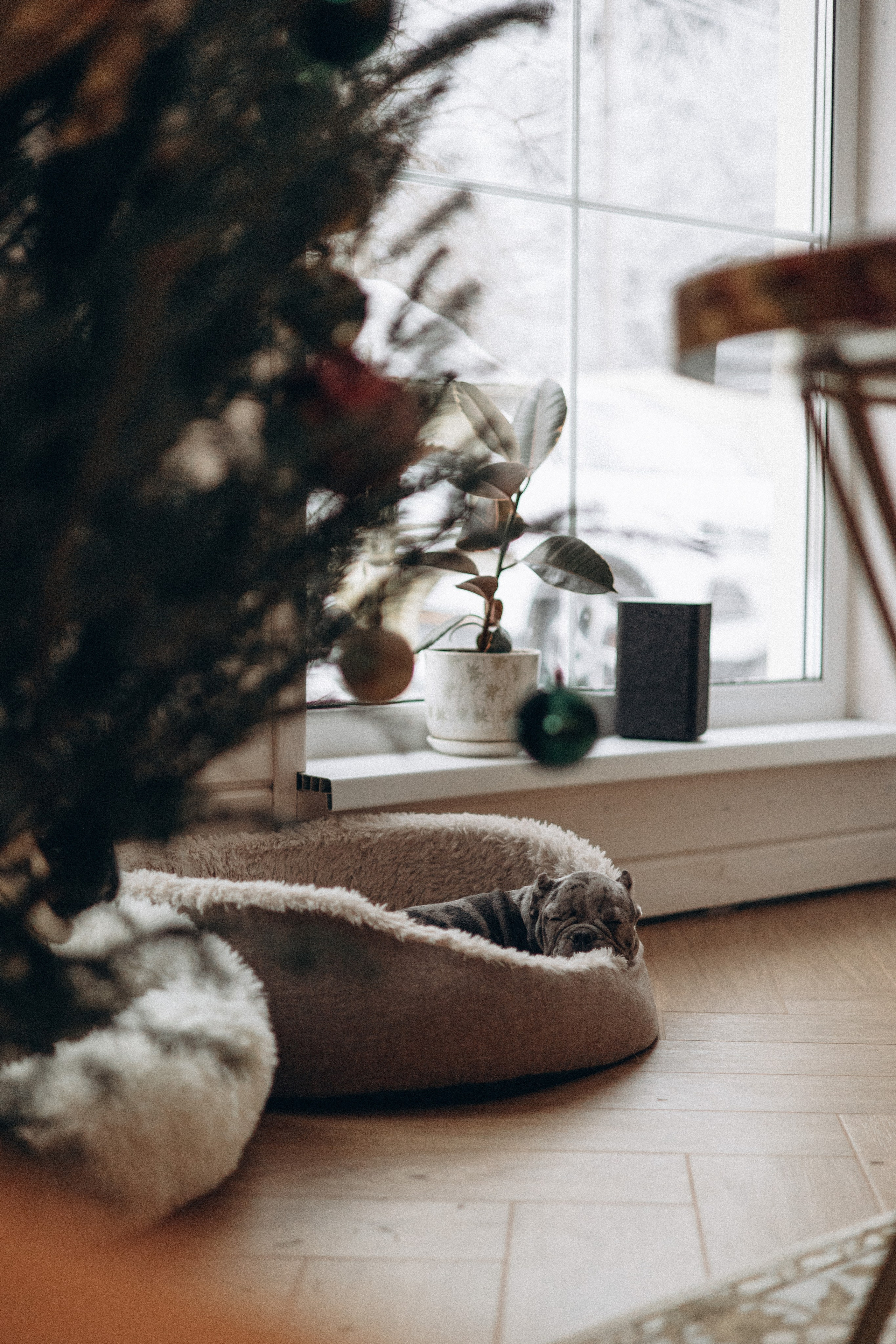 Семейная для Ксюши. Фотограф — Анималист | Санкт-Петербург