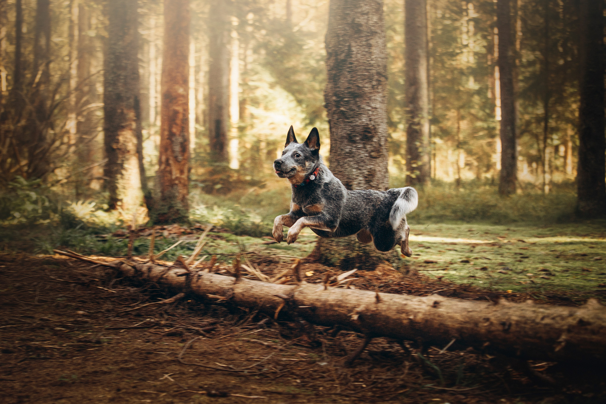 Оля и Мотечка. Фотограф — Анималист | Санкт-Петербург