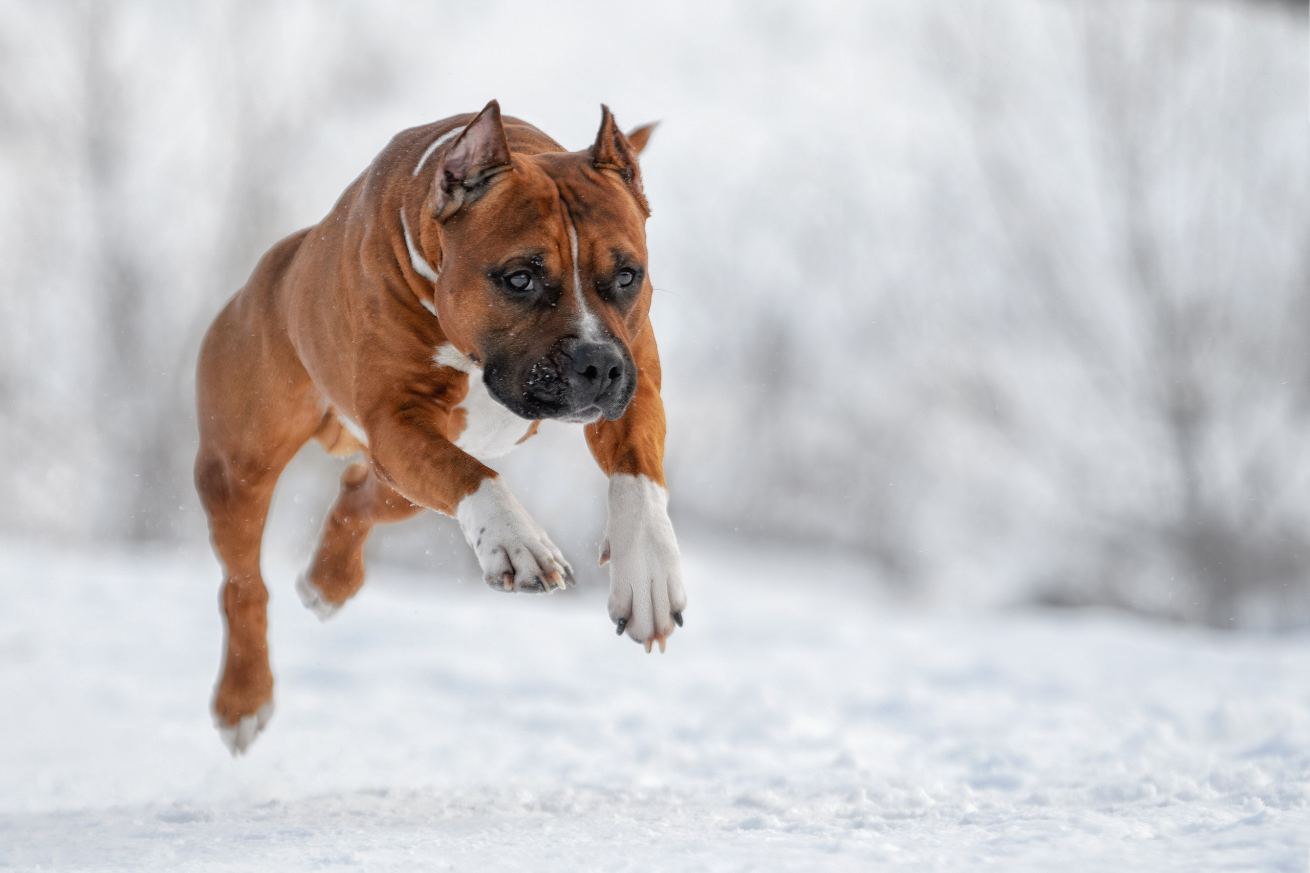 Собаки. Фотограф-анималист Юлия Зубкова