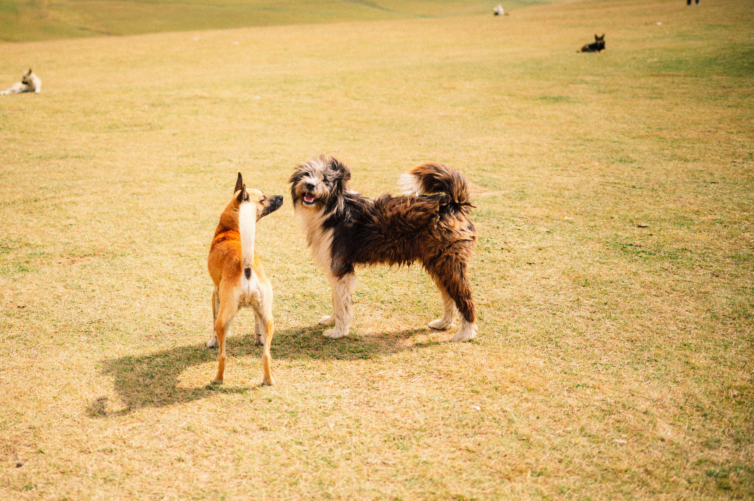 Плато Ассы: июль 2025. Фотограф в Алматы — Дарья Фёдорова