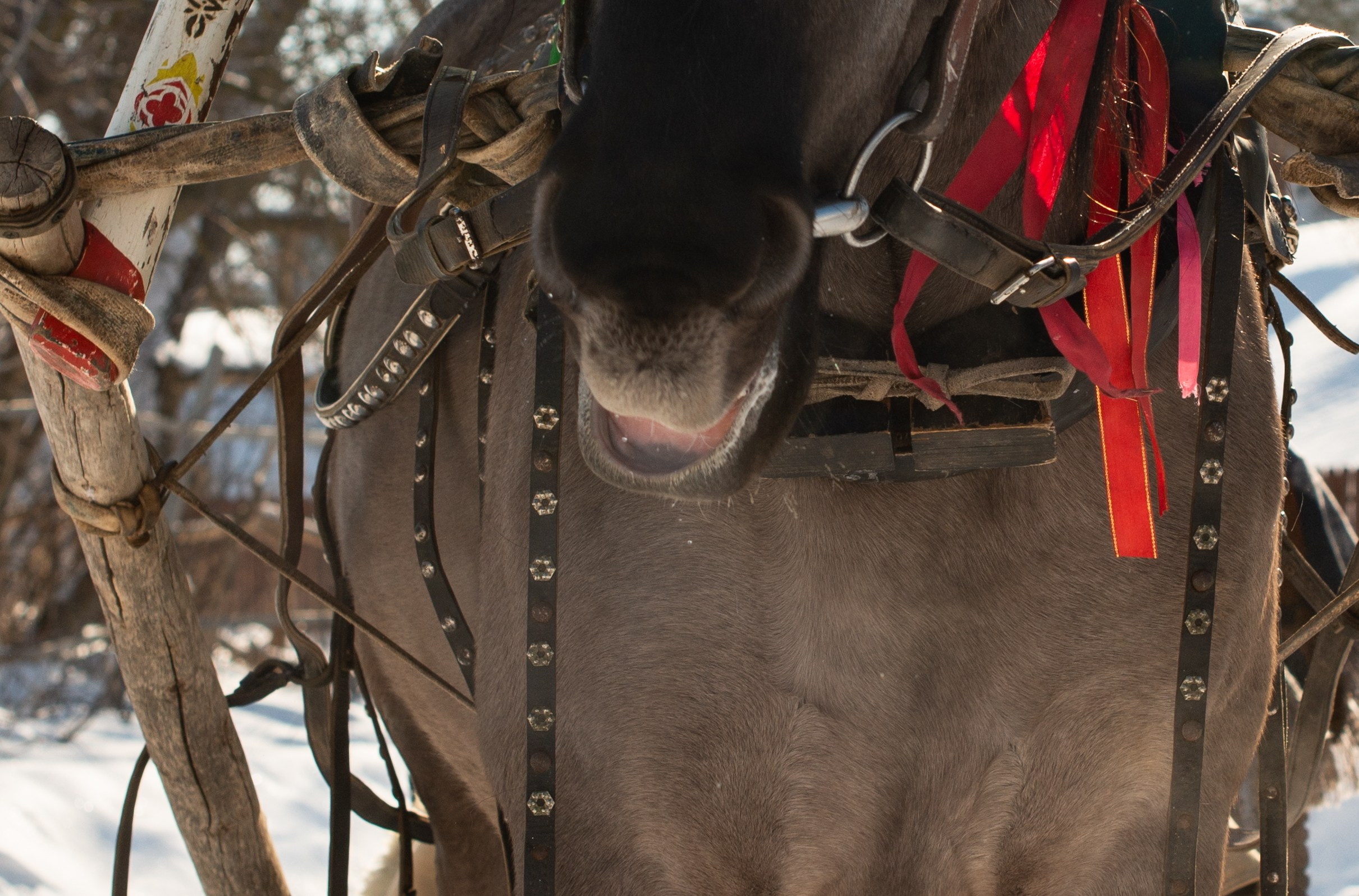 Масленичные гулянья в Боковке. Конный фотограф в Саратове Юлия Иванова
