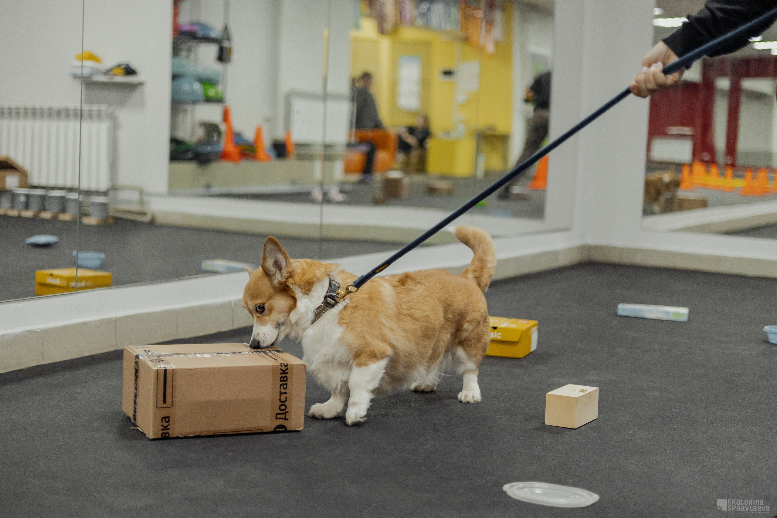 NoseWork. Фотограф Анималист Екатерина Справцева в Нижнем Новгороде