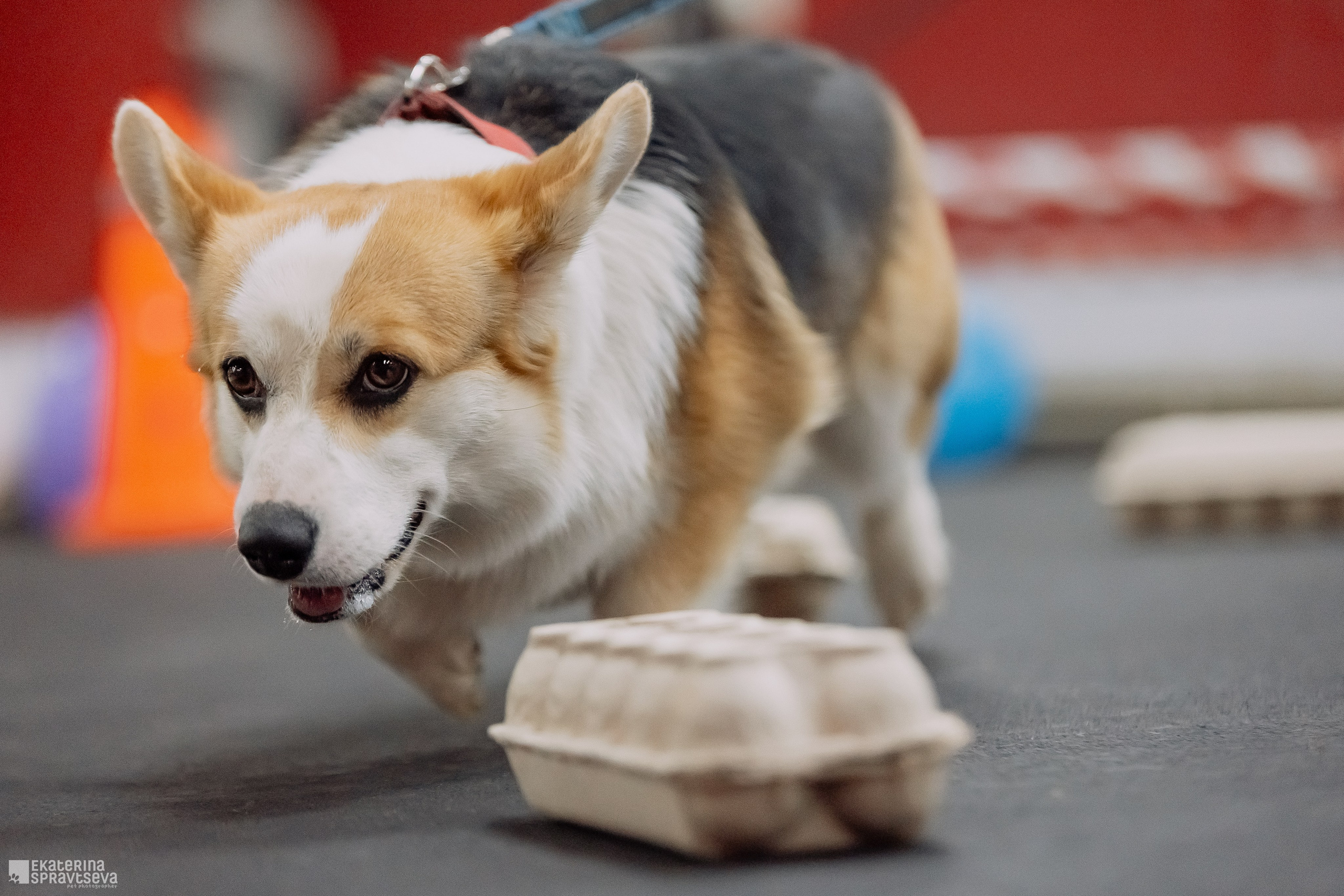 Праздник NoseWork. Фотограф Анималист Екатерина Справцева в Нижнем Новгороде