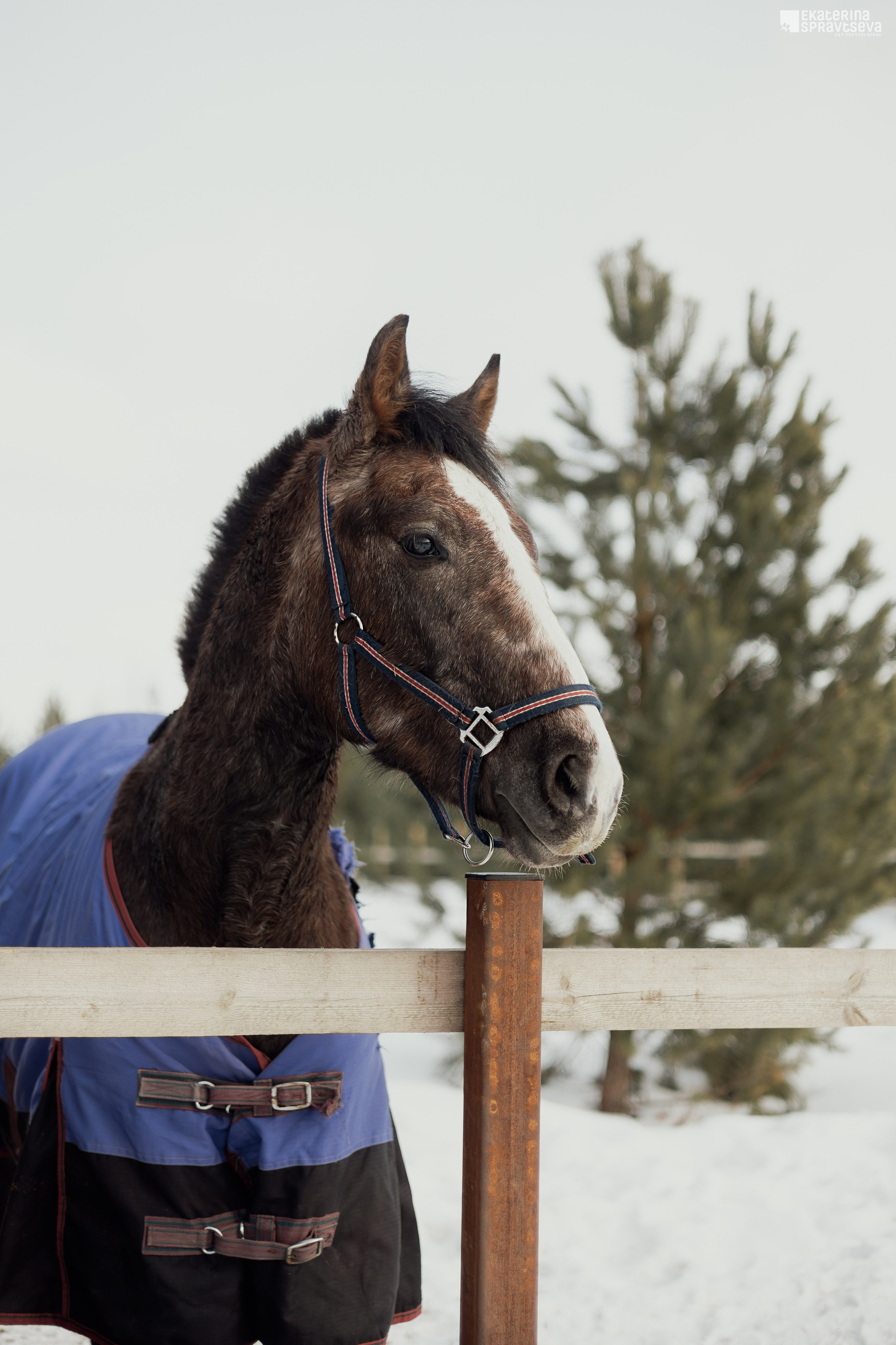 Среди грив и копыт. Фотограф Анималист Екатерина Справцева в Нижнем Новгороде