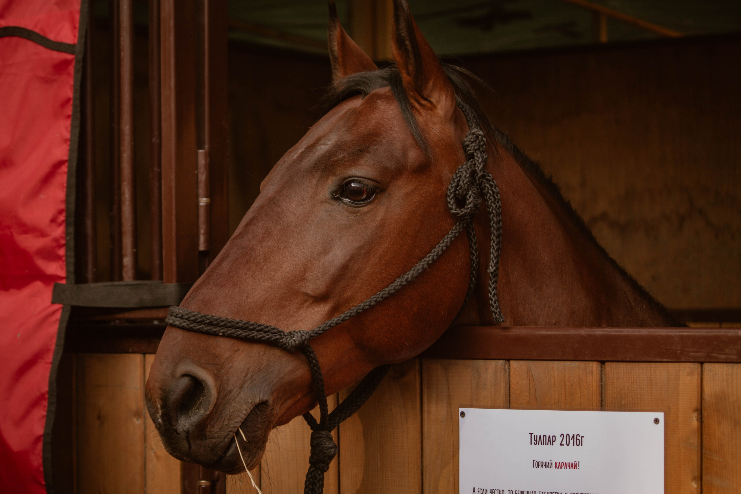 ИППОСФЕРА — Международная конная выставка. Создадим шедевр? Виталина и её фотоискусство