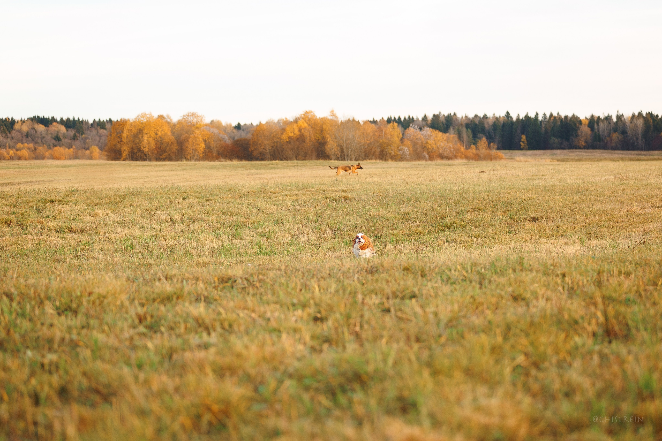 Октябрьский закат в полях. Алина и Лео. Фотограф-анималист Наталия Чистюхина в г. Сосновый Бор и ЛО