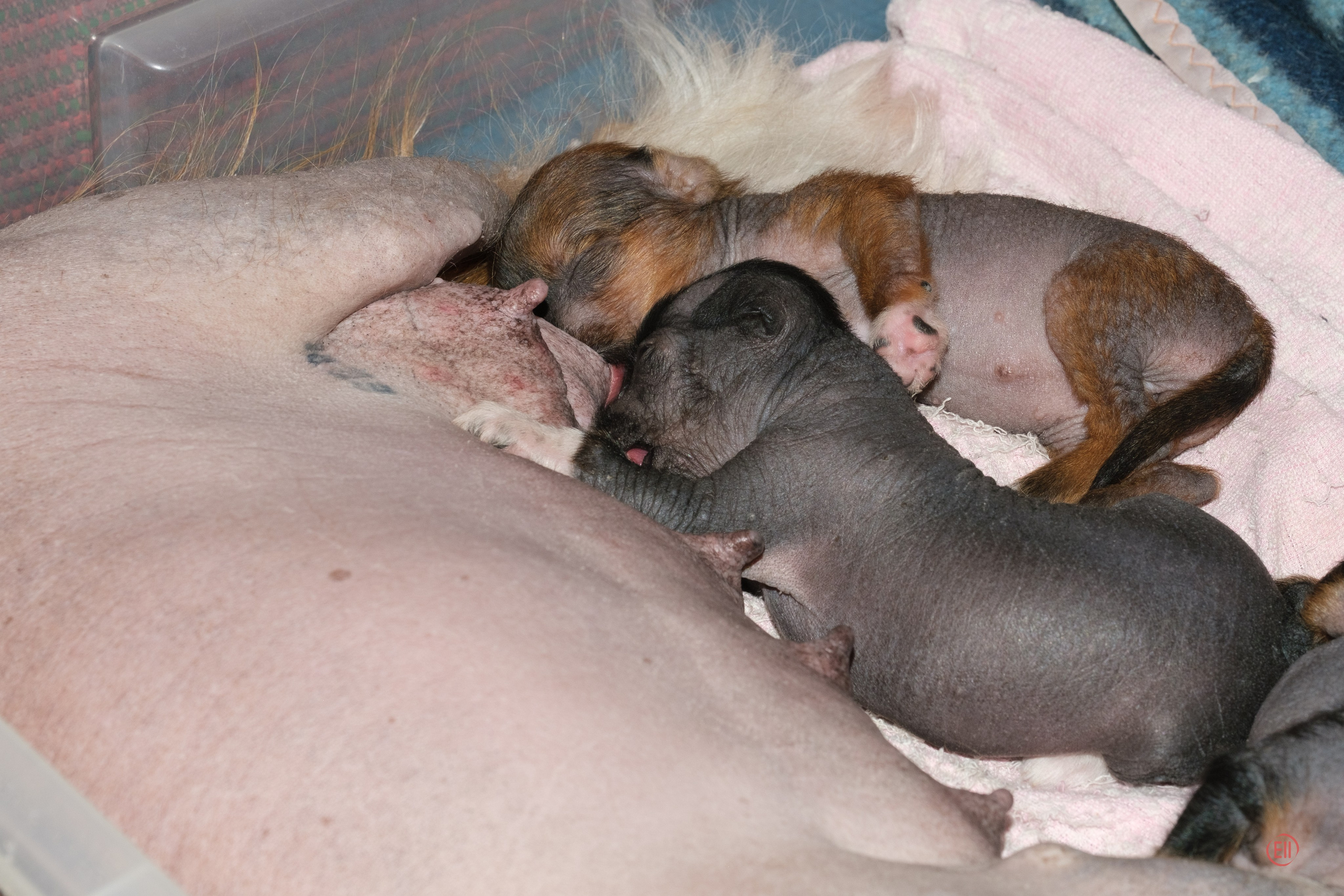 Litter V. Poale Ell Chinese Crested Dog Kennel: Buy a puppy from the kennel